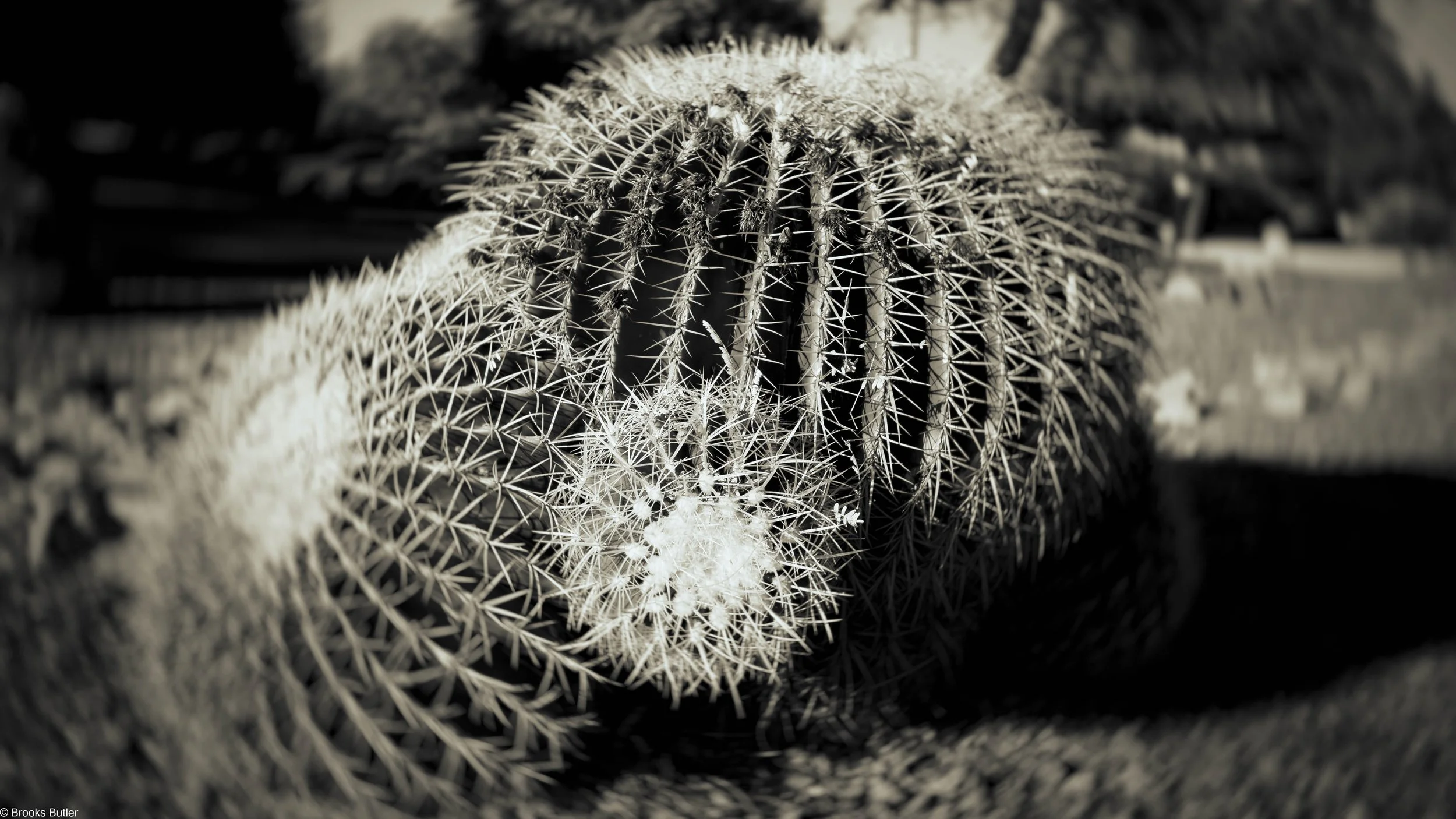 Barrel Cactus Tuscon