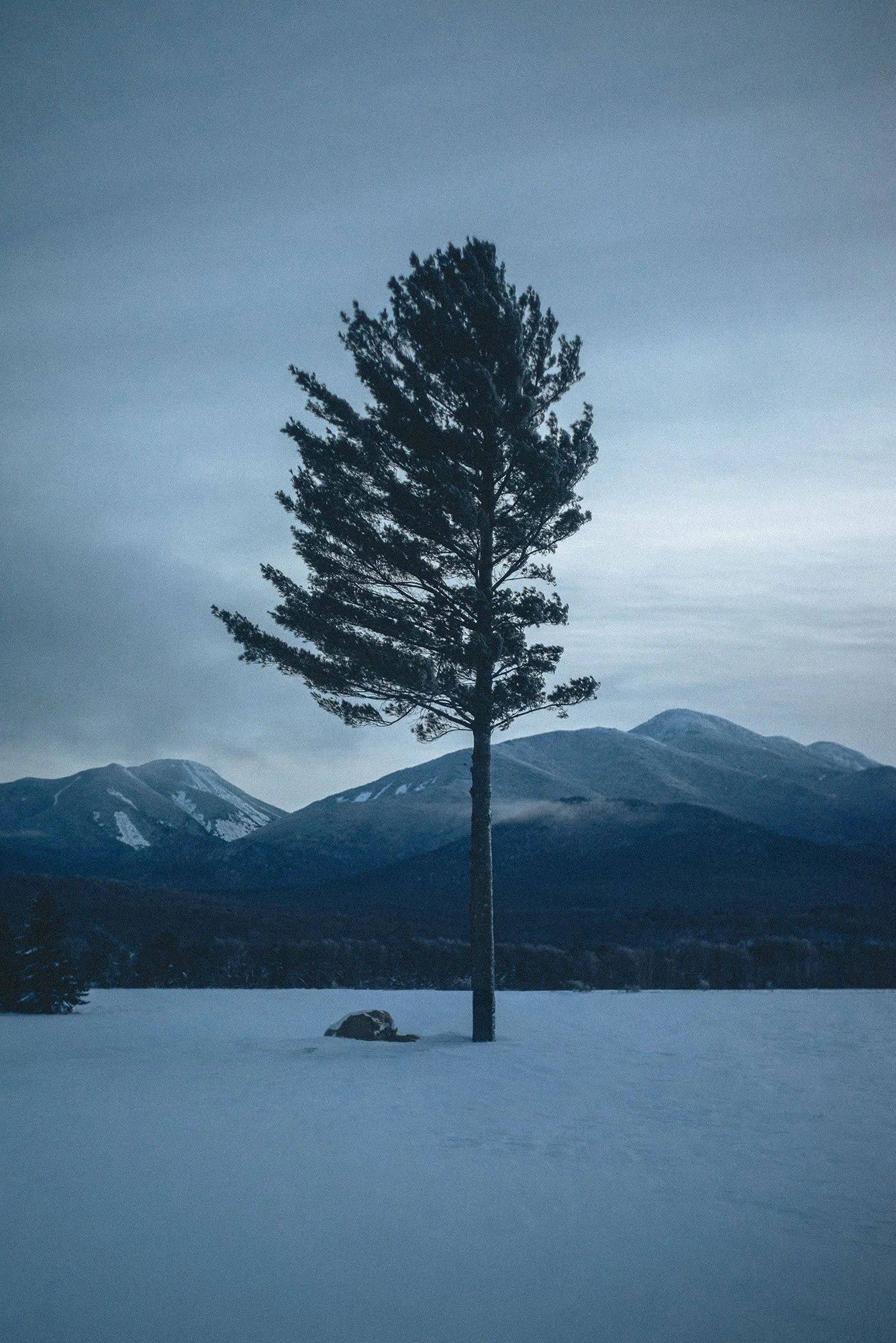 Cinematic winter landscape by Scorpion Rose Studio and Lafayette American. A lone pine tree against snowy mountains, illustrating moody art direction and visual storytelling.