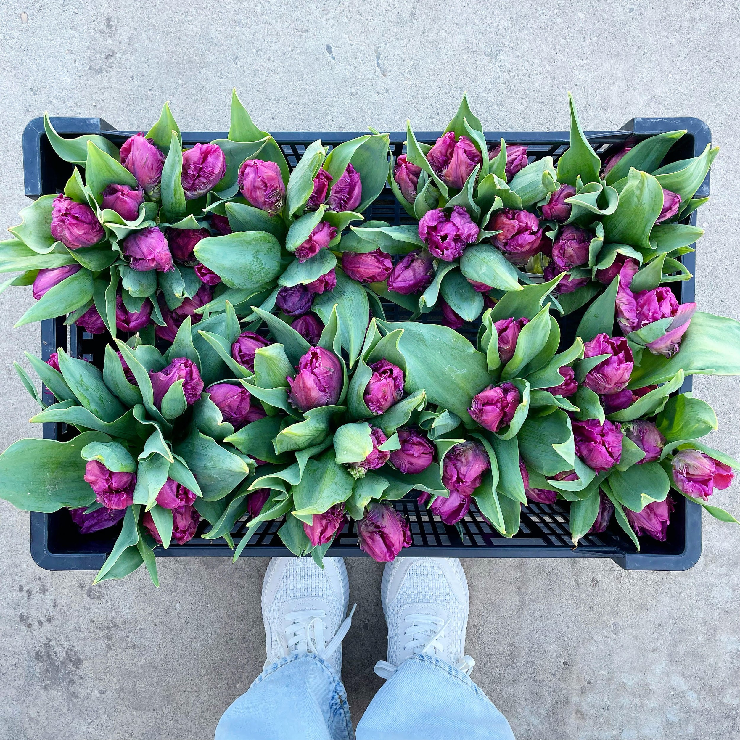 2024 Purple Prince Tulips in Crate.jpg