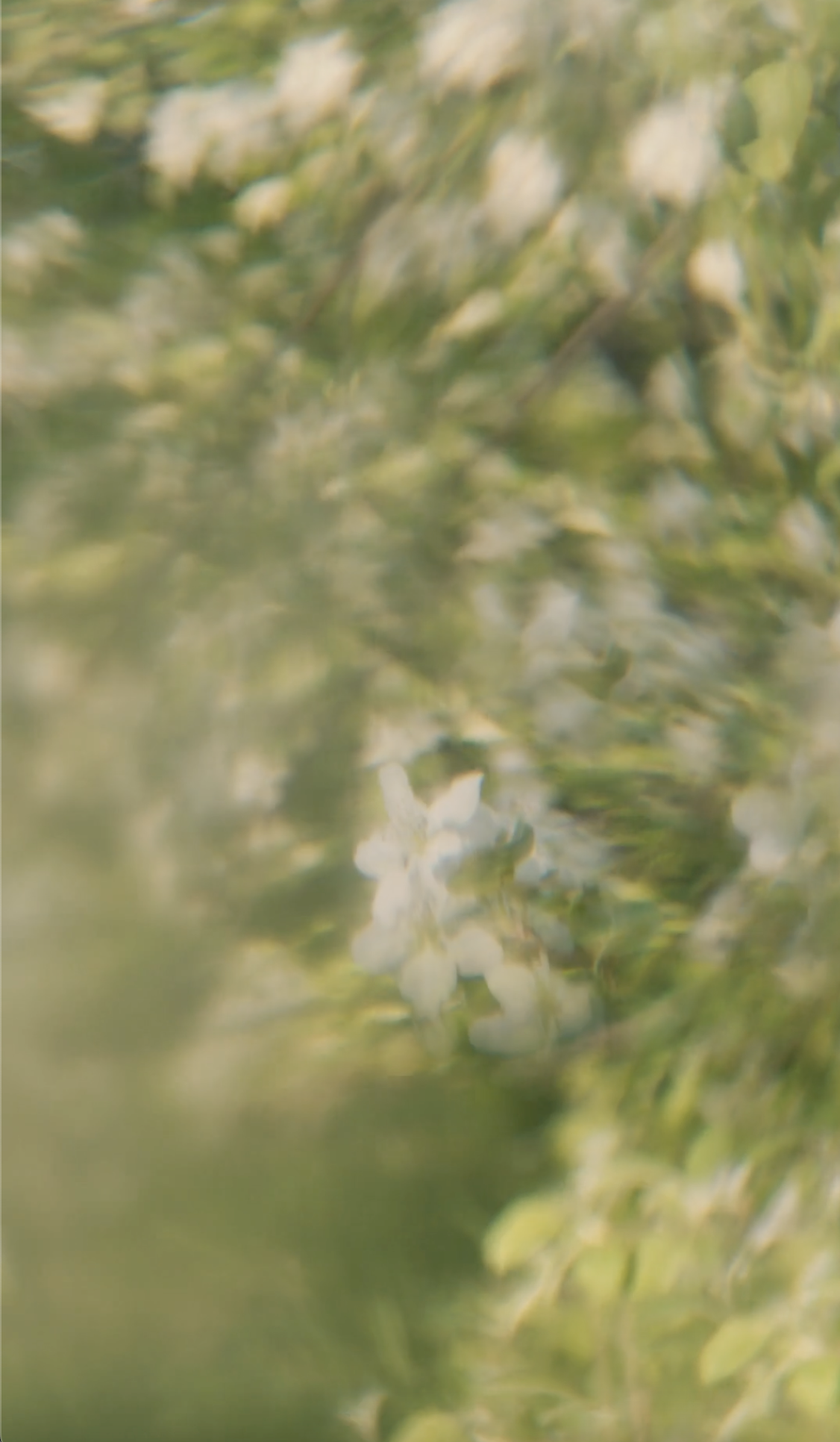SUITE_Web_FLowers.png
