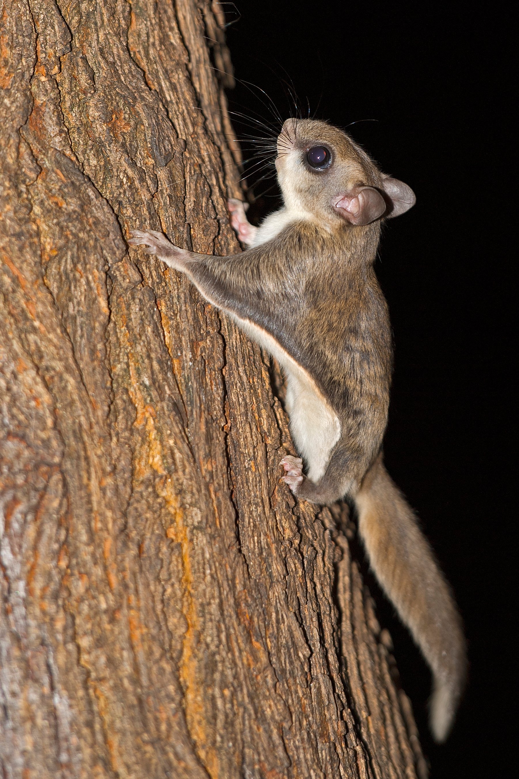 SouthernFlyingSquirrel.jpeg