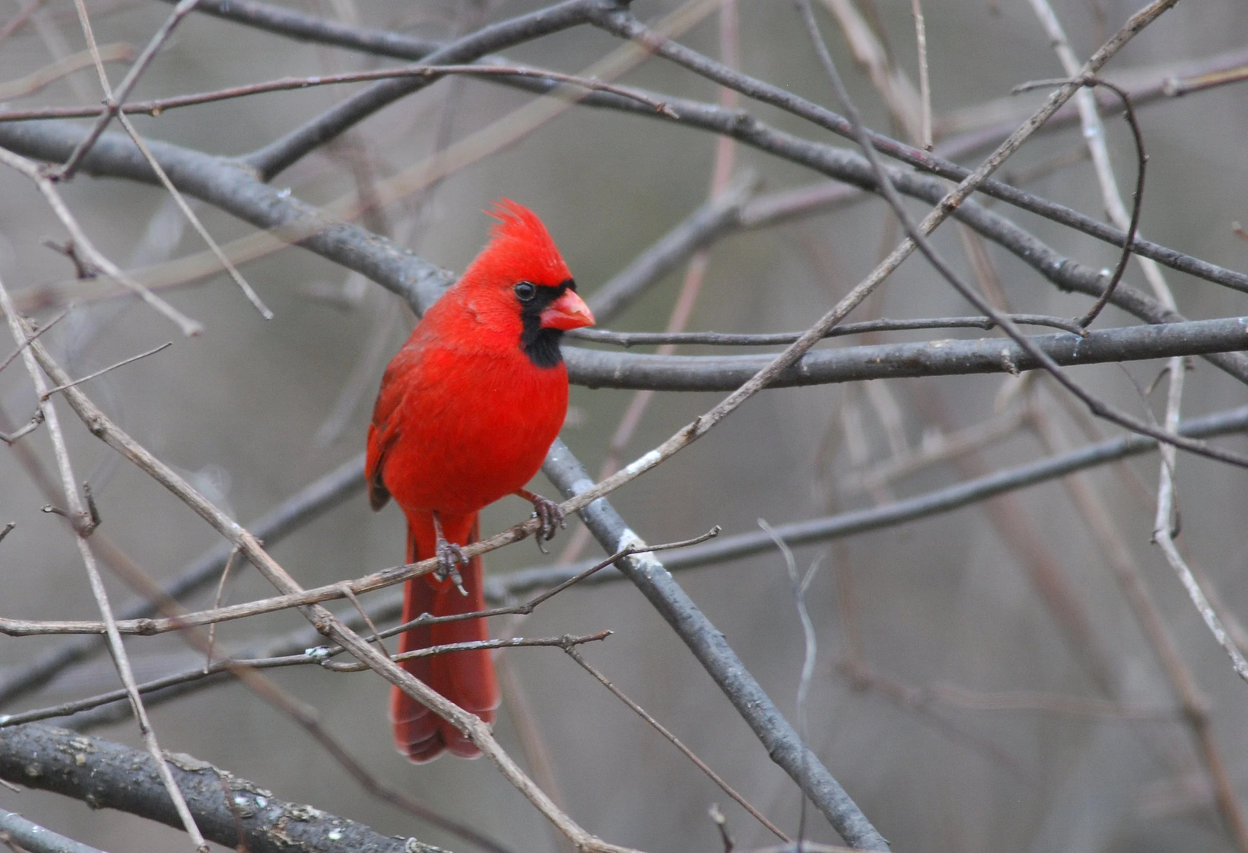 Winter Bird Count