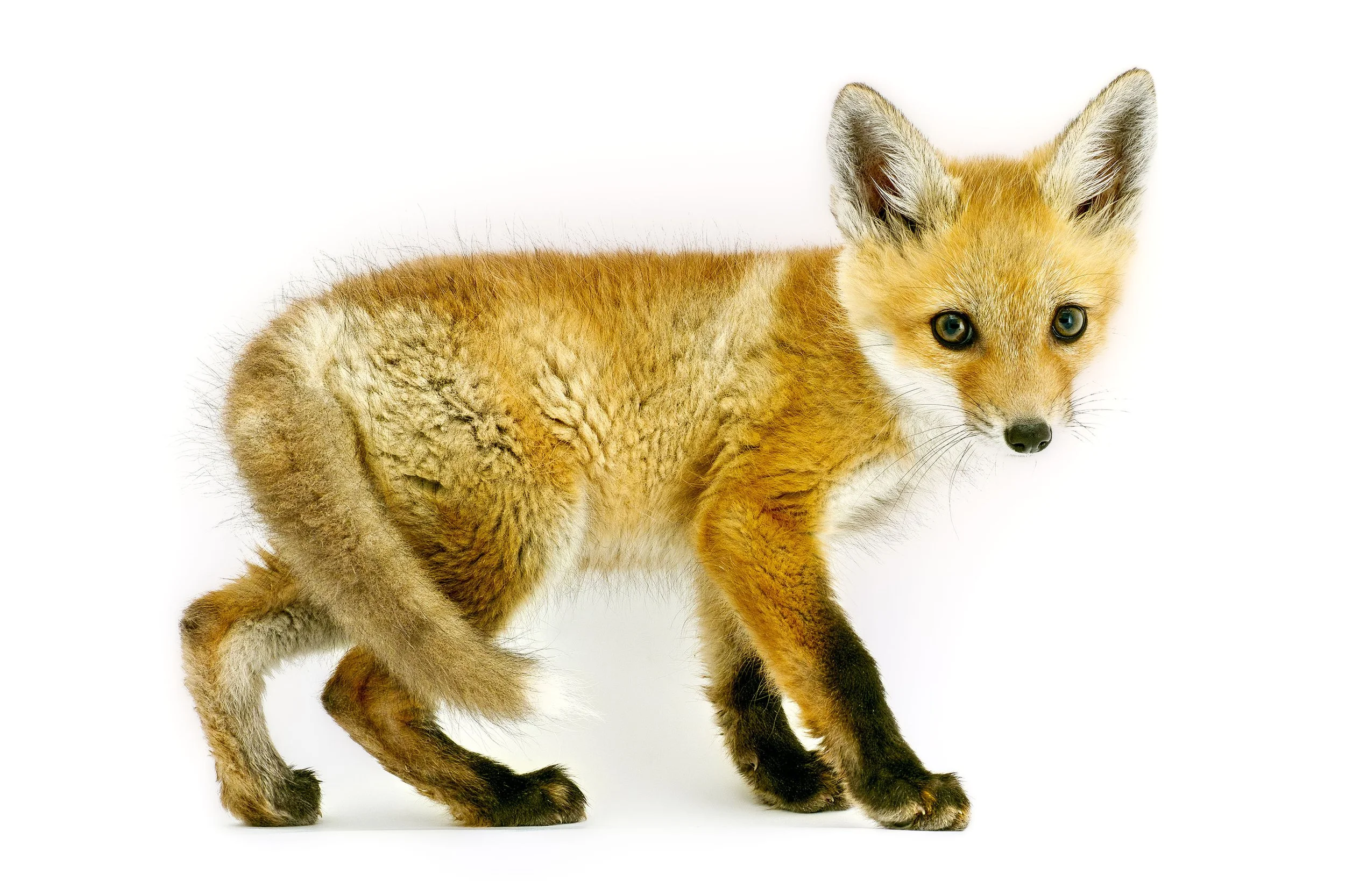 5K Run Wild for Wildlife