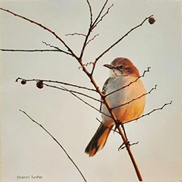 Art of Nature