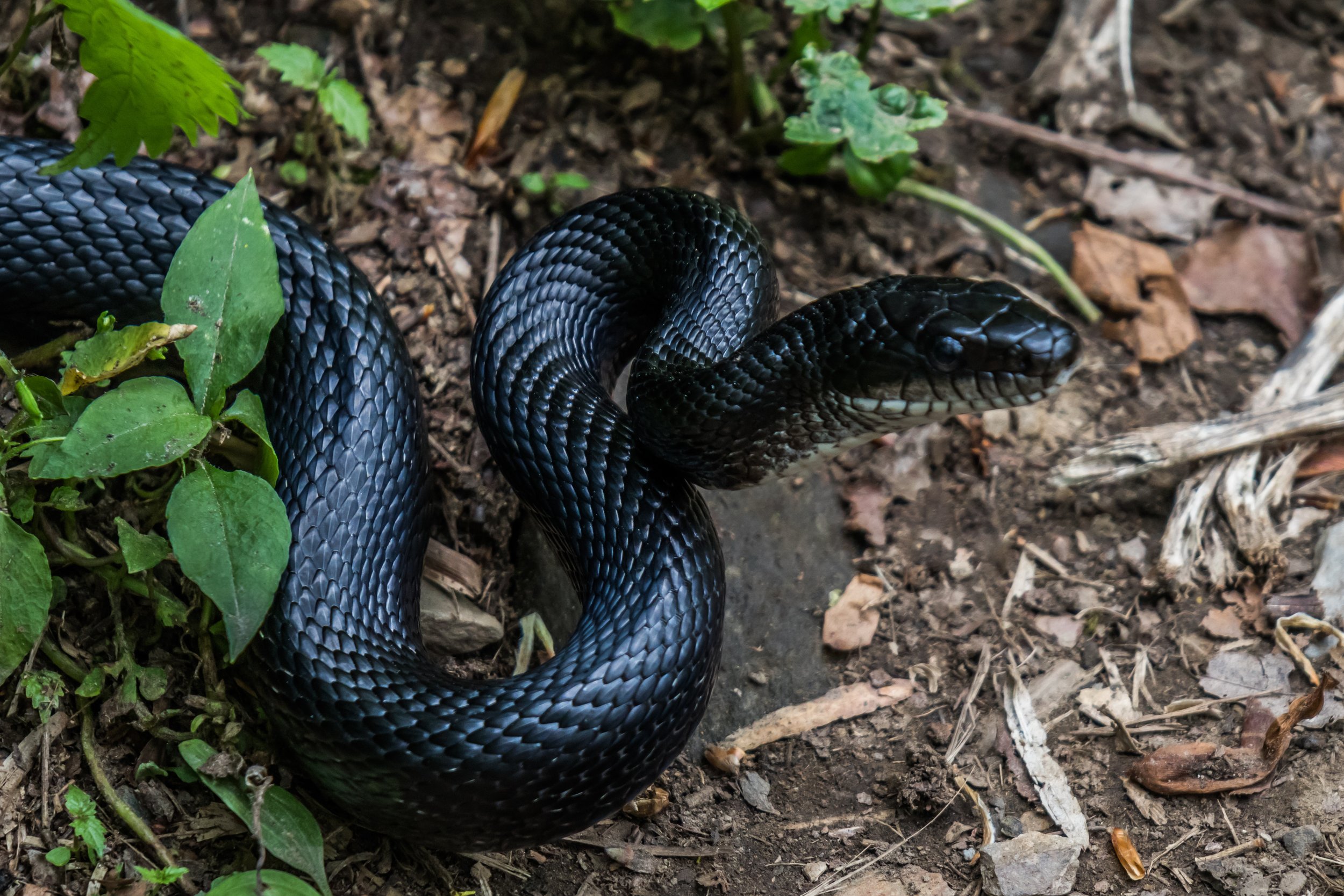BlackRatSnake.jpeg