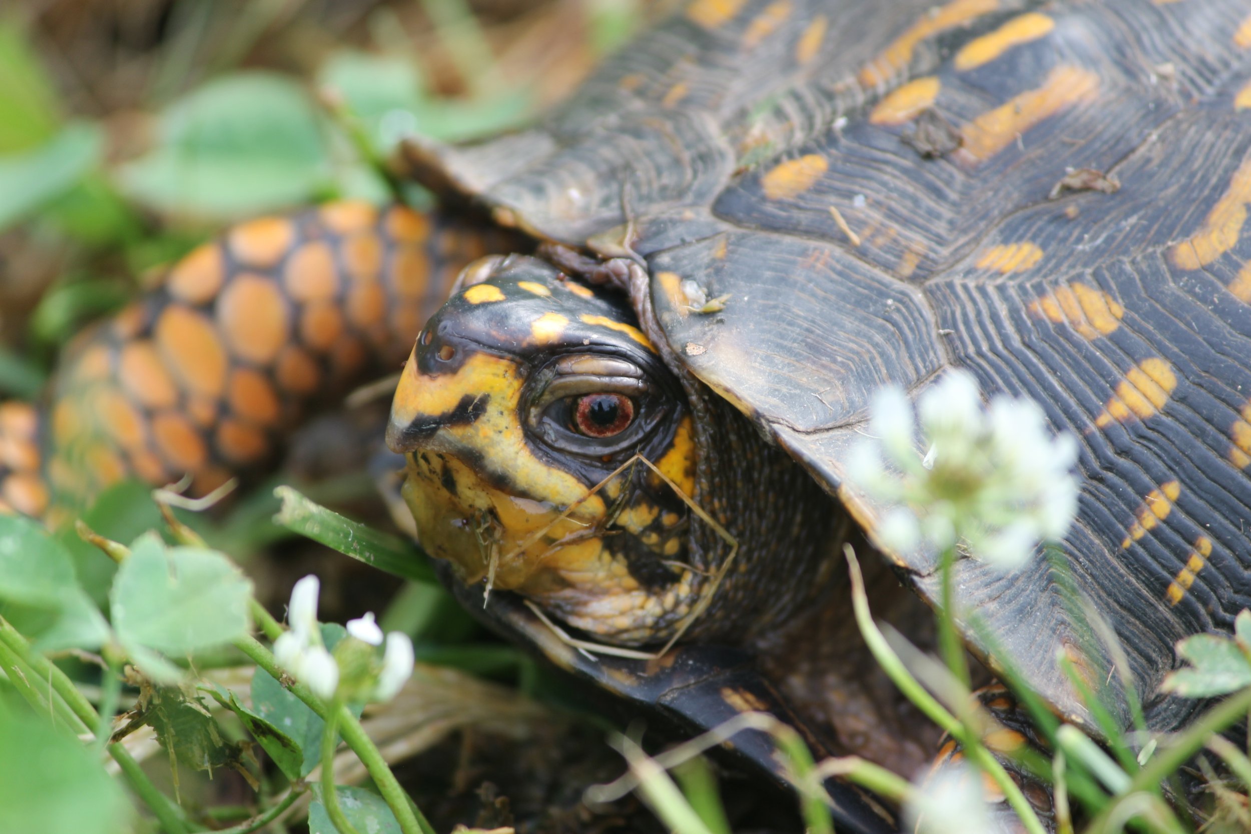 EasternBoxTurtle.jpeg