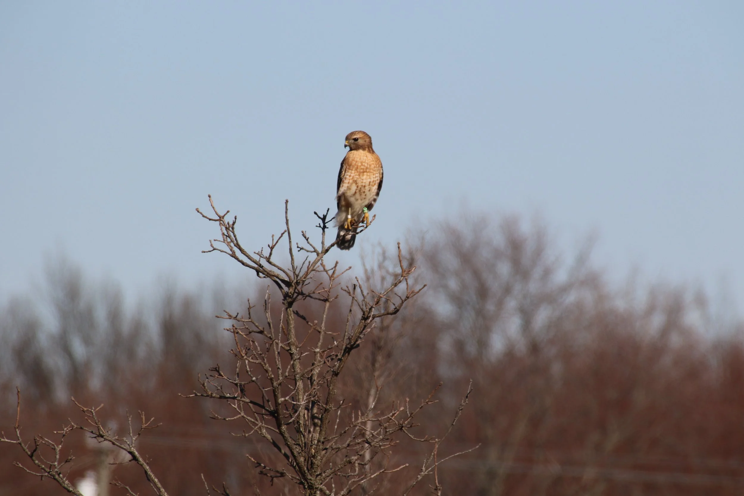 RedShoulderedHawk2.JPG