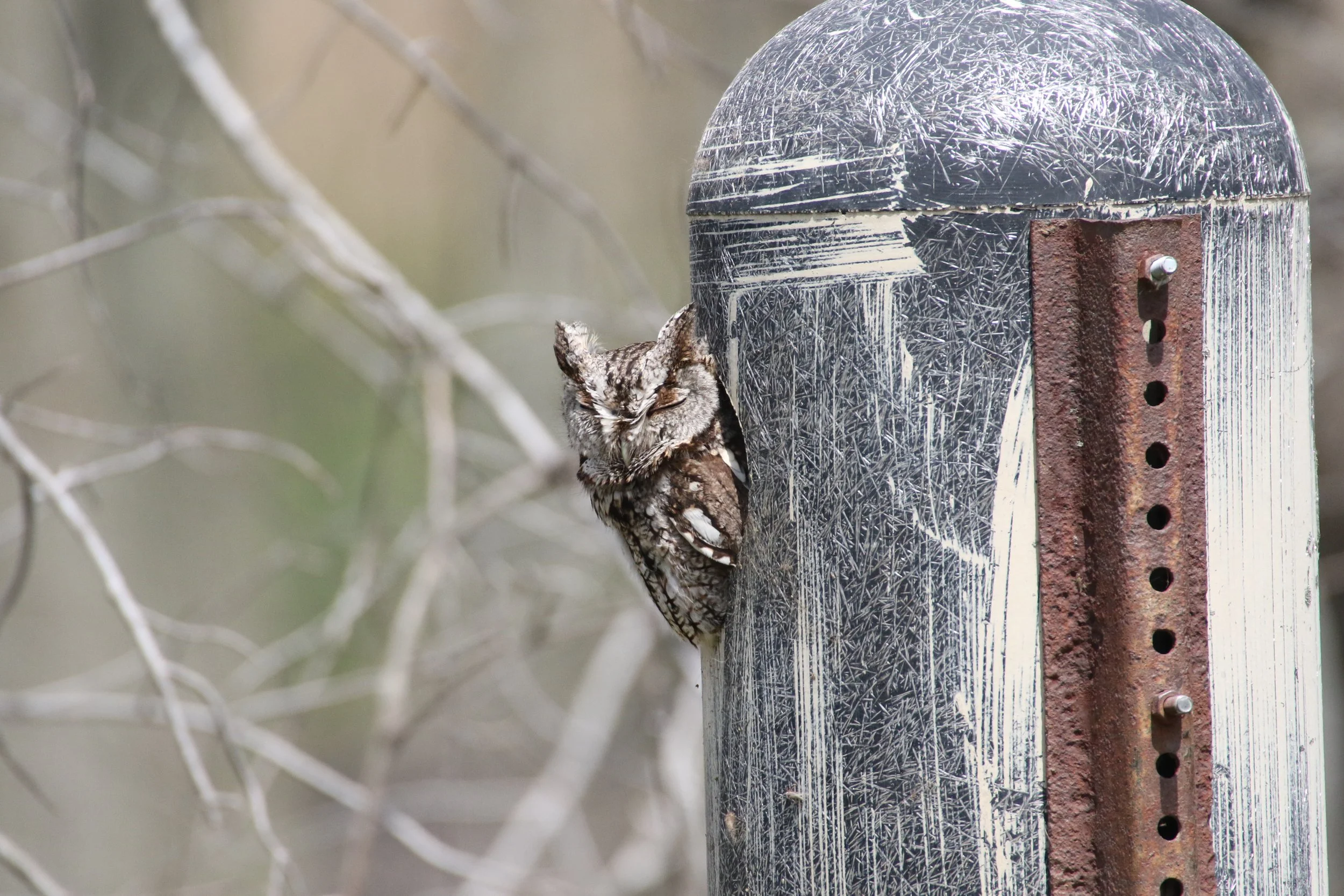 ScreechOwl (6).JPG