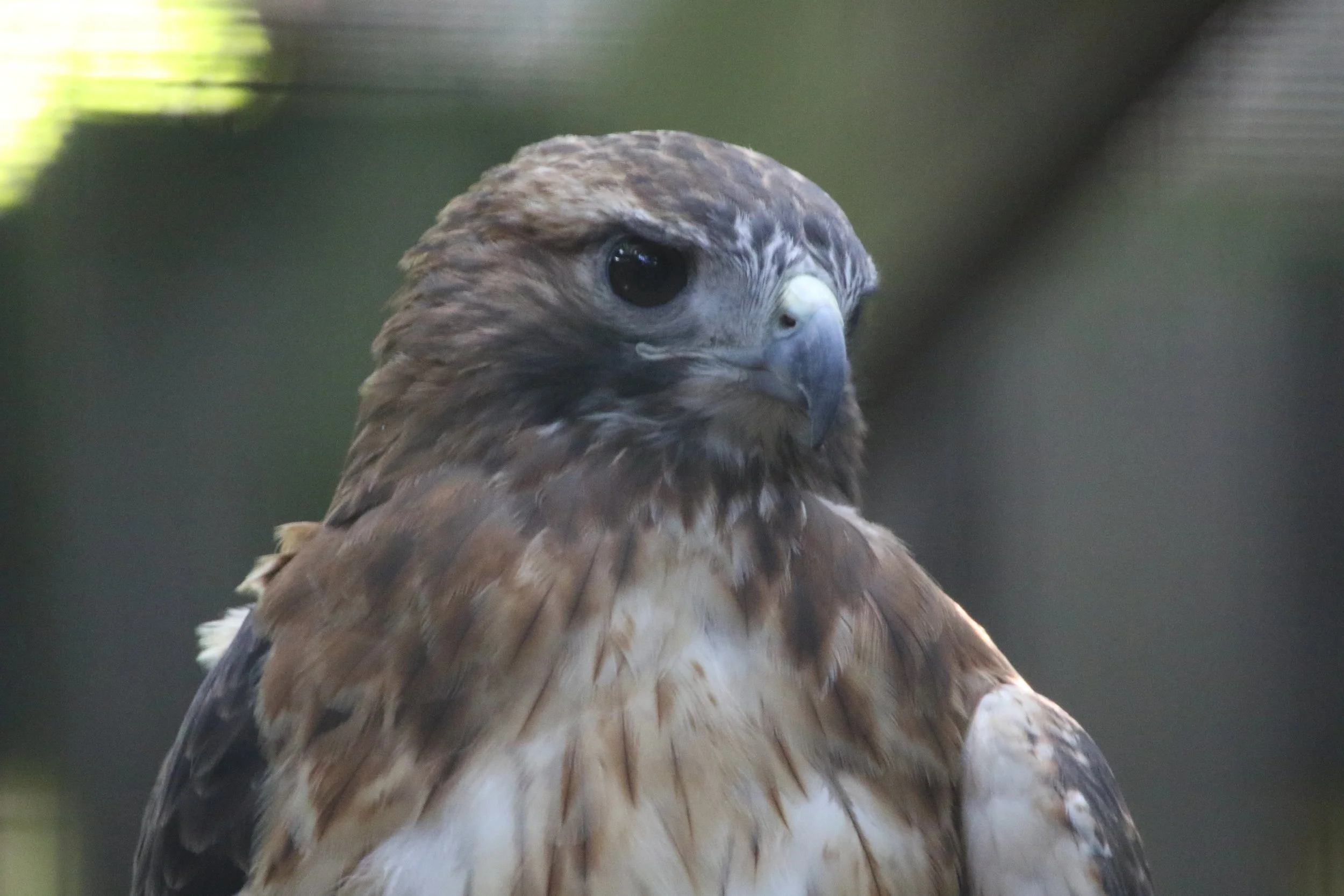 RedTailedHawk (2).JPG