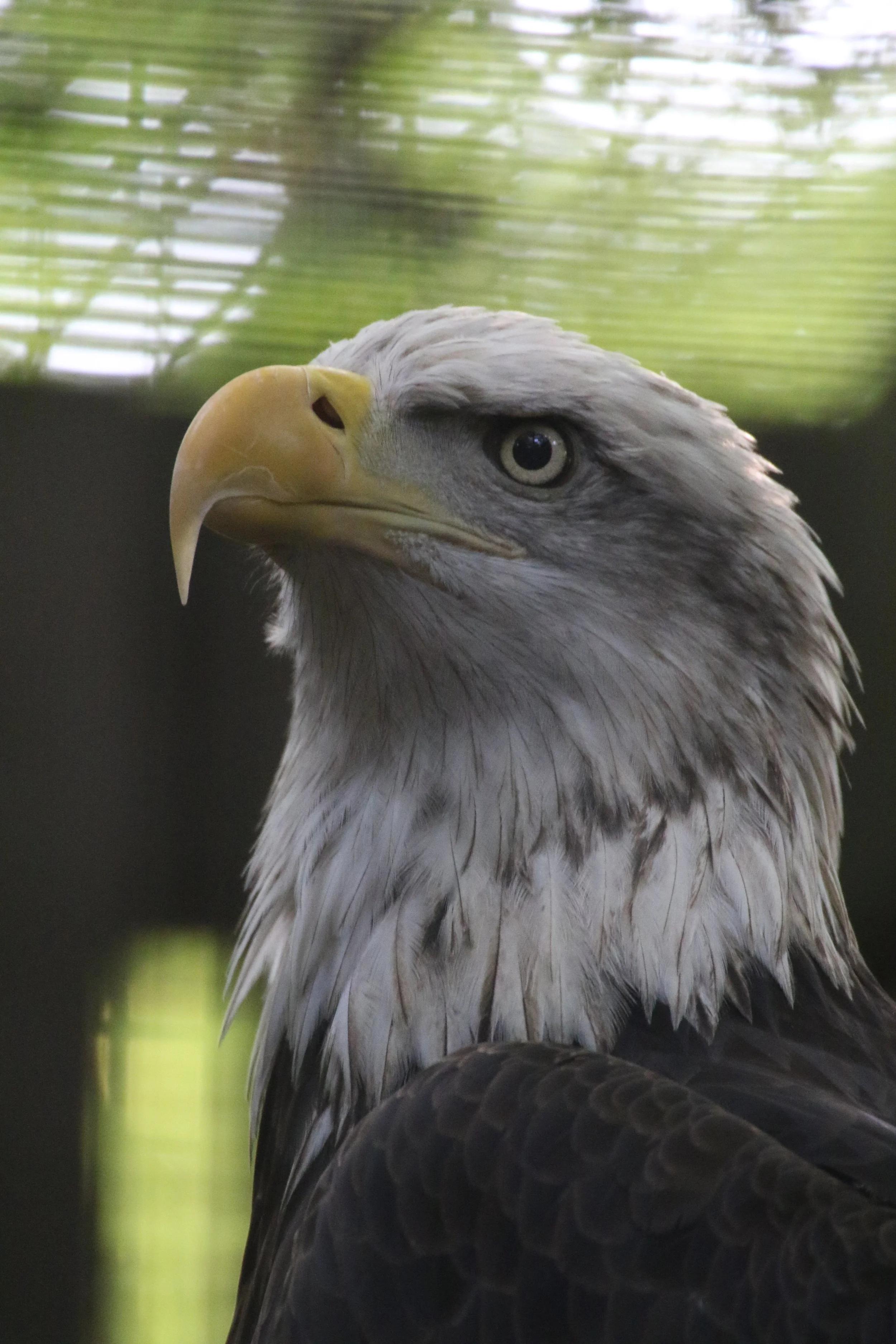 BaldEagle (4).JPG