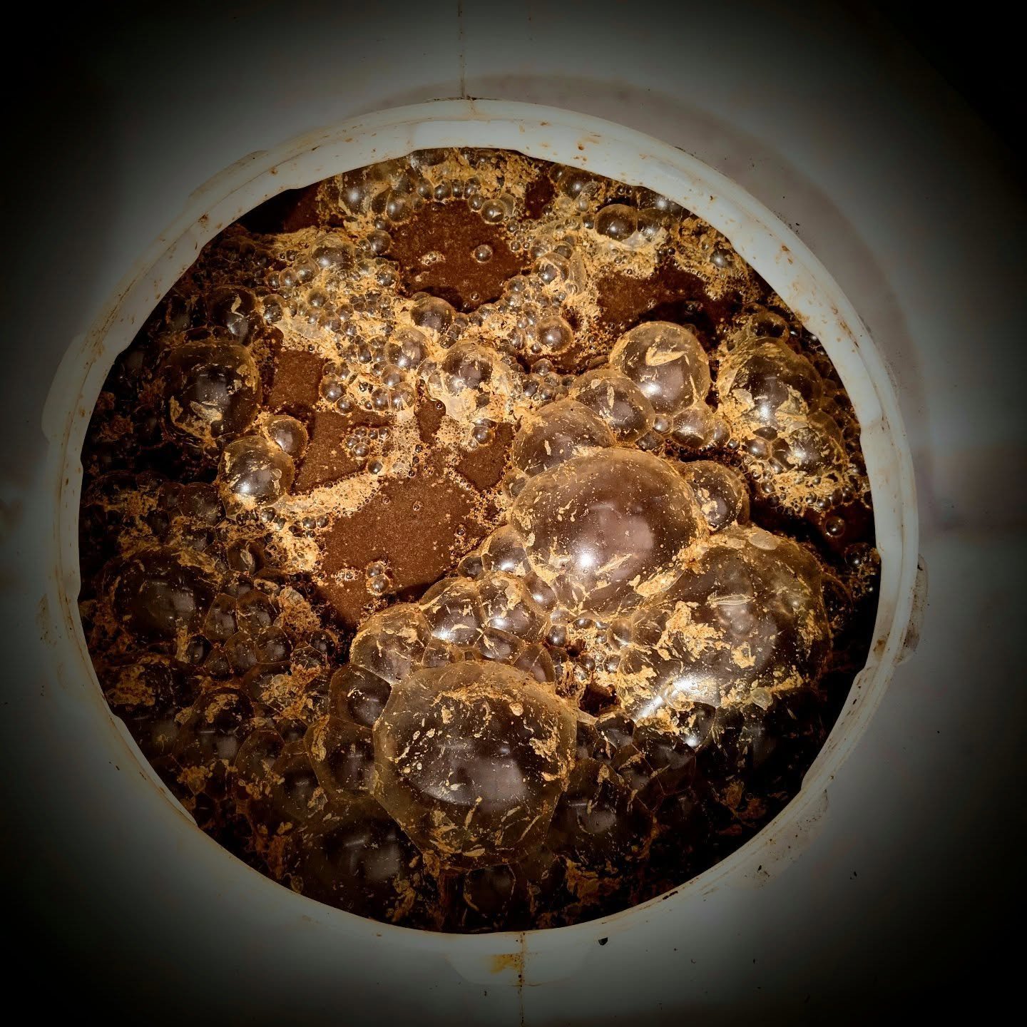 Back to life...

Warmer weather means that some of the fermentations that were extremely sluggish over the past few weeks are now coming back to life.
