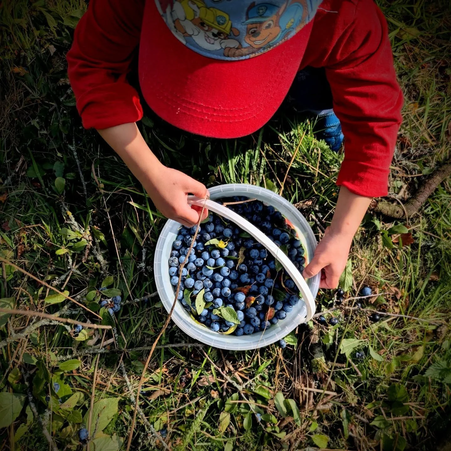 Sloely does it...

Today we visited our friends @woodfine.wine in Seer Green. The grapes had already been picked off the vines, and had begun their transformation into natural and organic wine in the onsite winery.

But, bordering the vineyard, were 