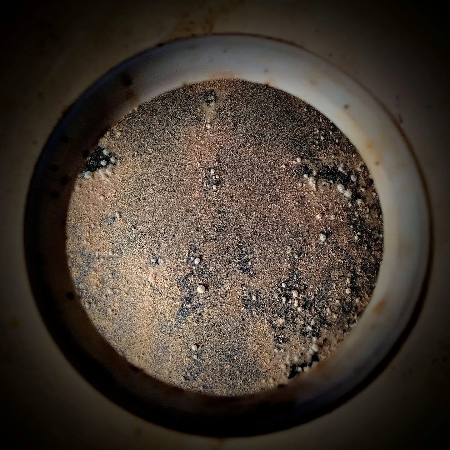 This batch of wash has rested in the fermentation tank for over 8 months. 

The initial yeast have long completed their work of converting the sugar to alcohol and laying the initial foundation of the spirit.

A community of microorganisms have now t