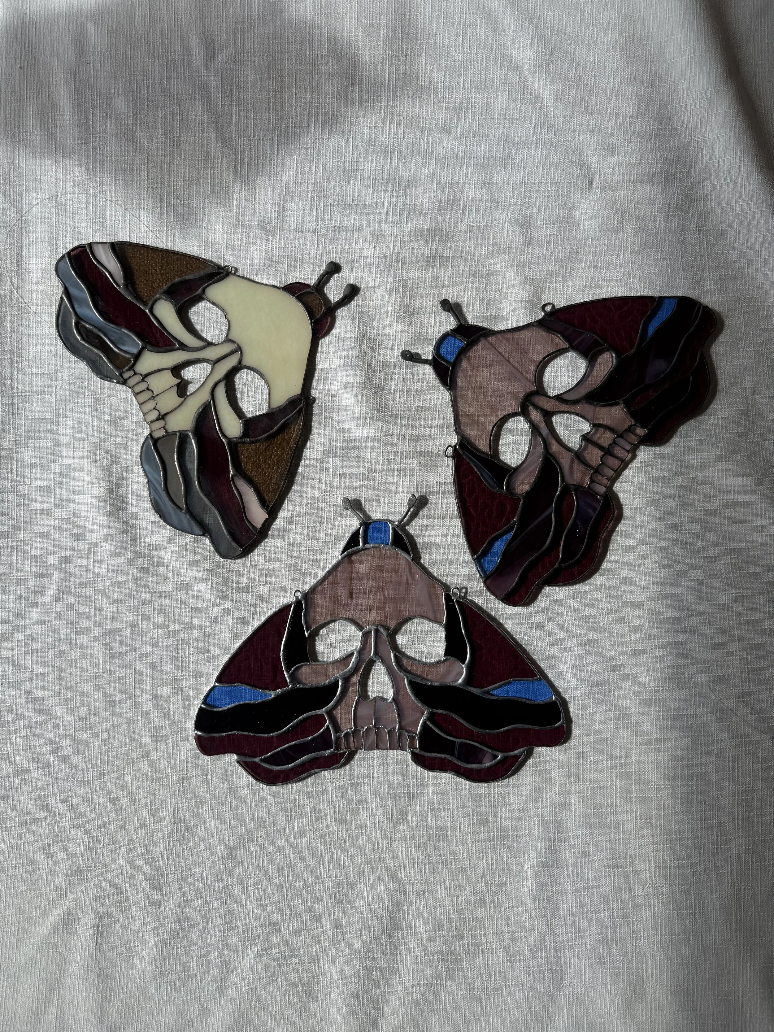 moth 3.JPG