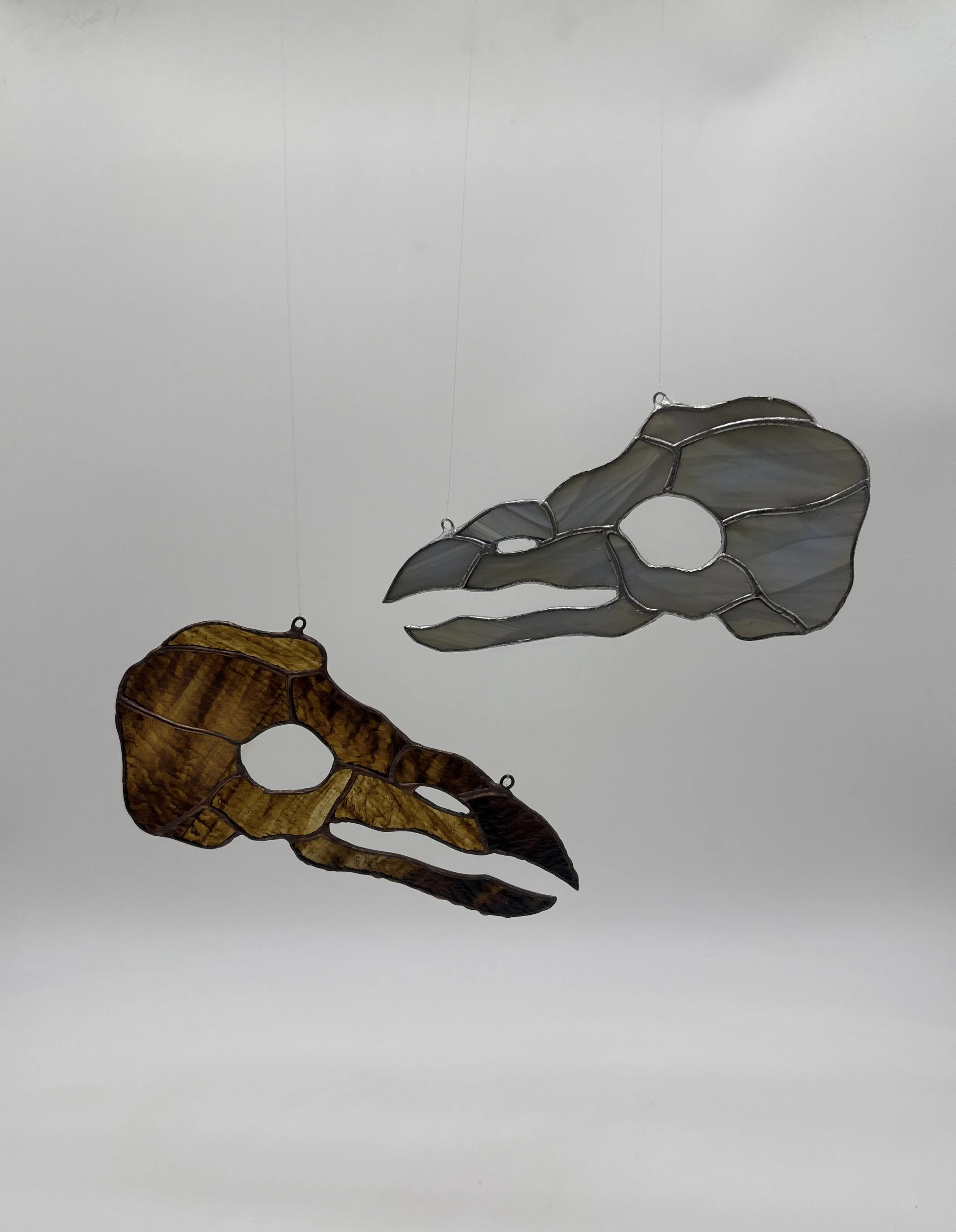 Corvid Skull