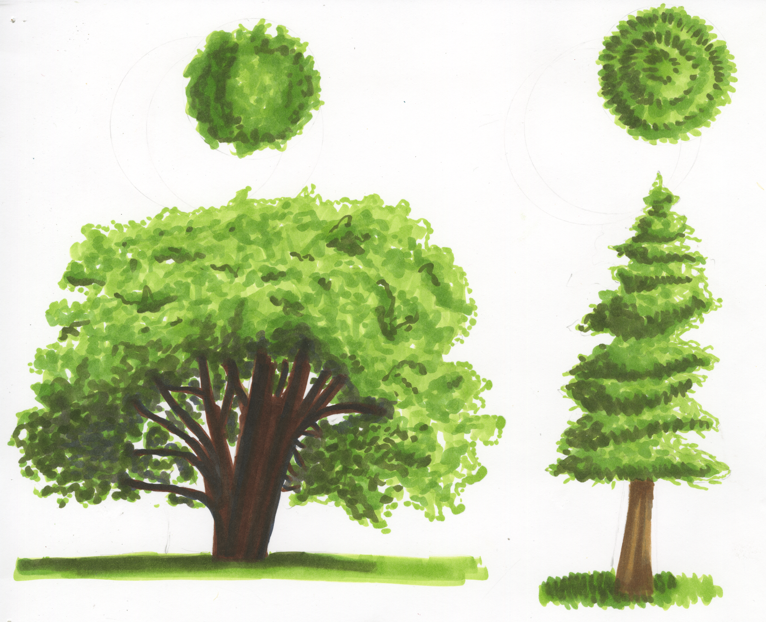 Trees 3.png