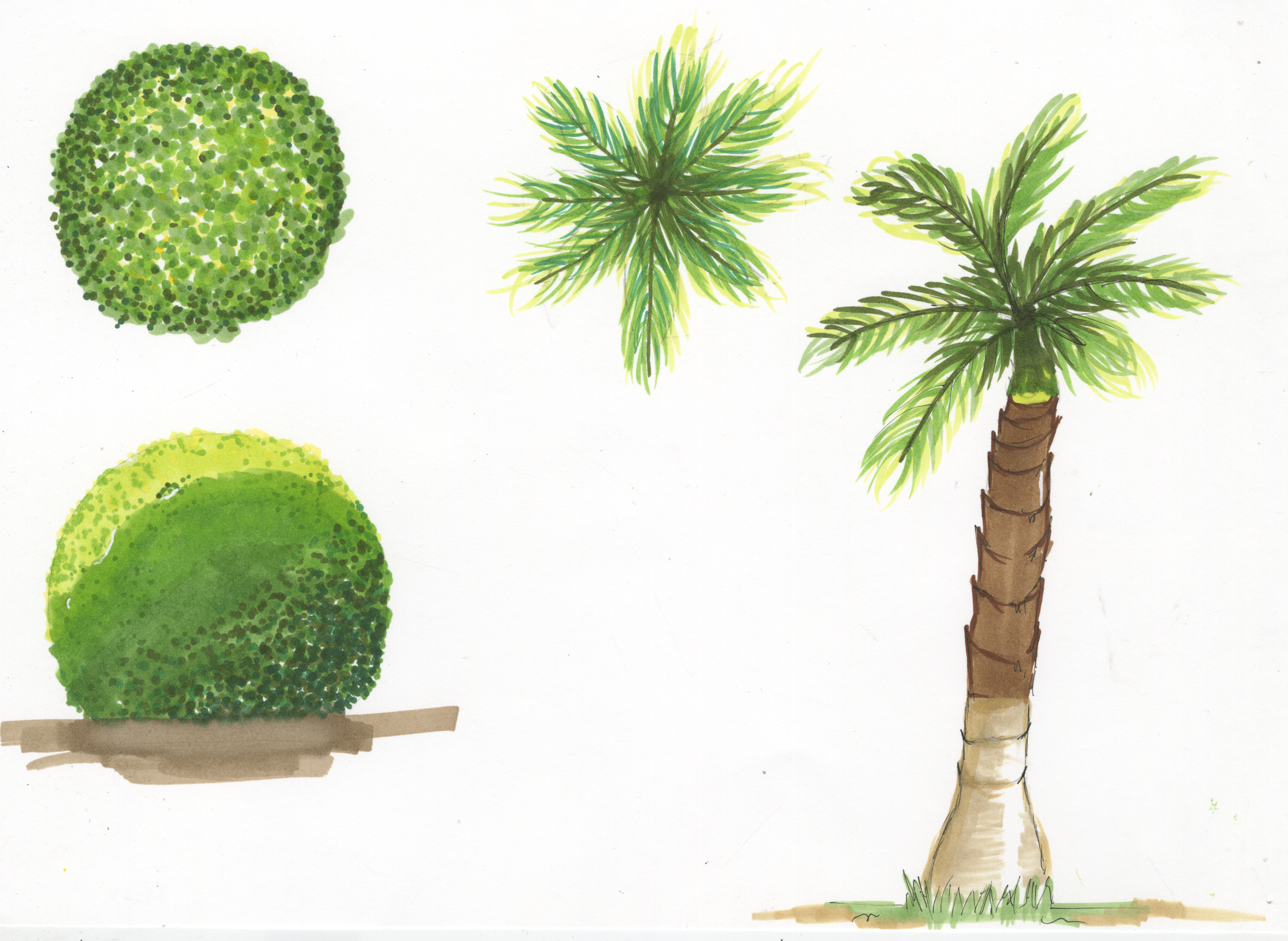 Trees 6.png