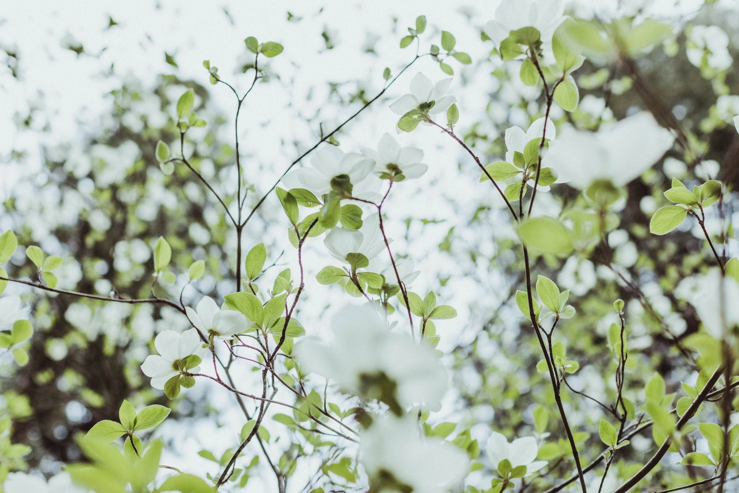 Chris_Alisha_Yosemite_Elopement_AllThingsWild (94 of 257).jpg