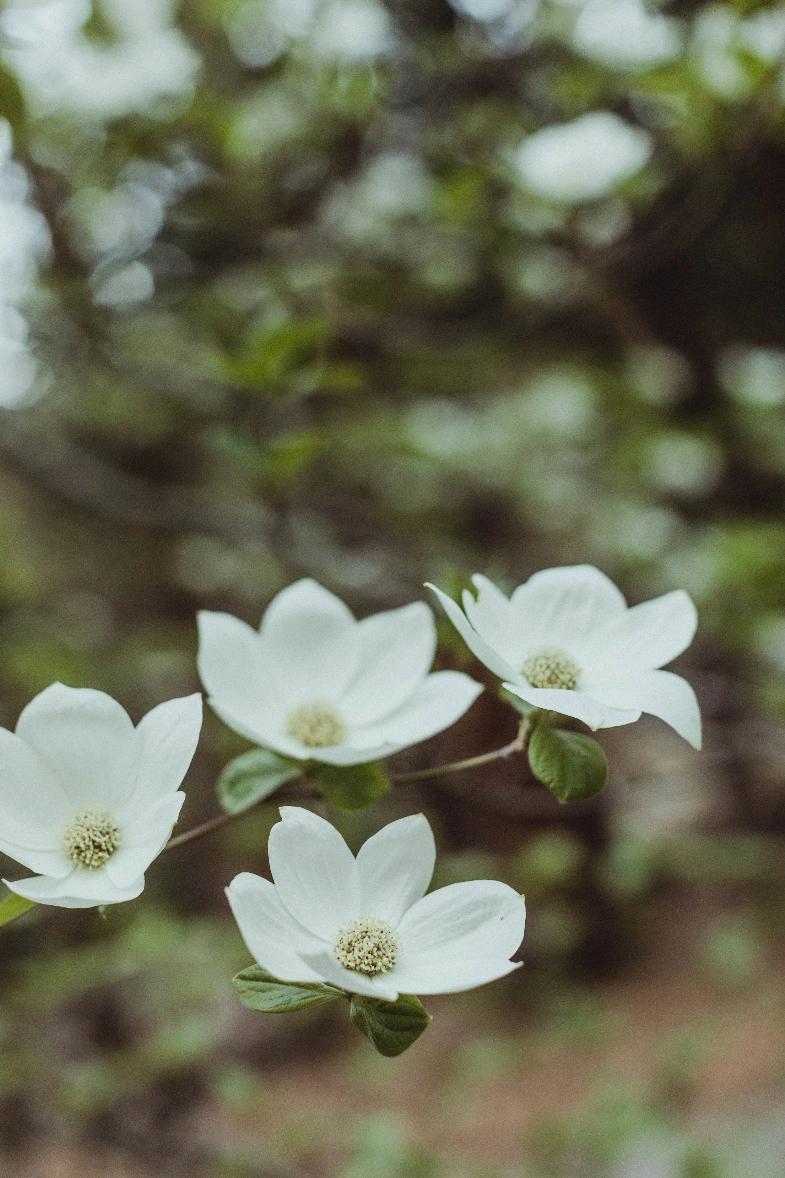 Chris_Alisha_Yosemite_Elopement_AllThingsWild (92 of 257).jpg