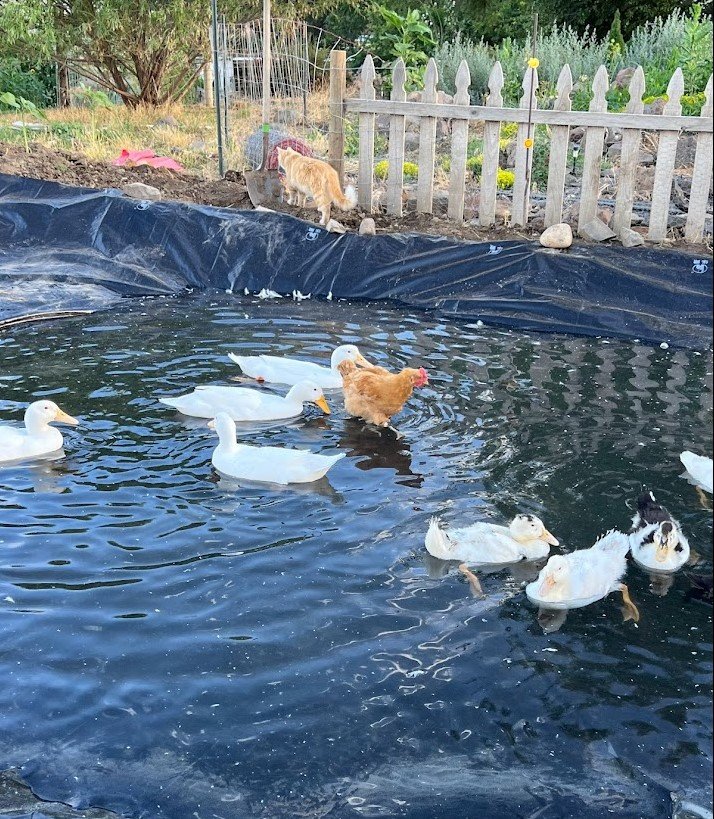 Ducks and chicken in pond.jpg