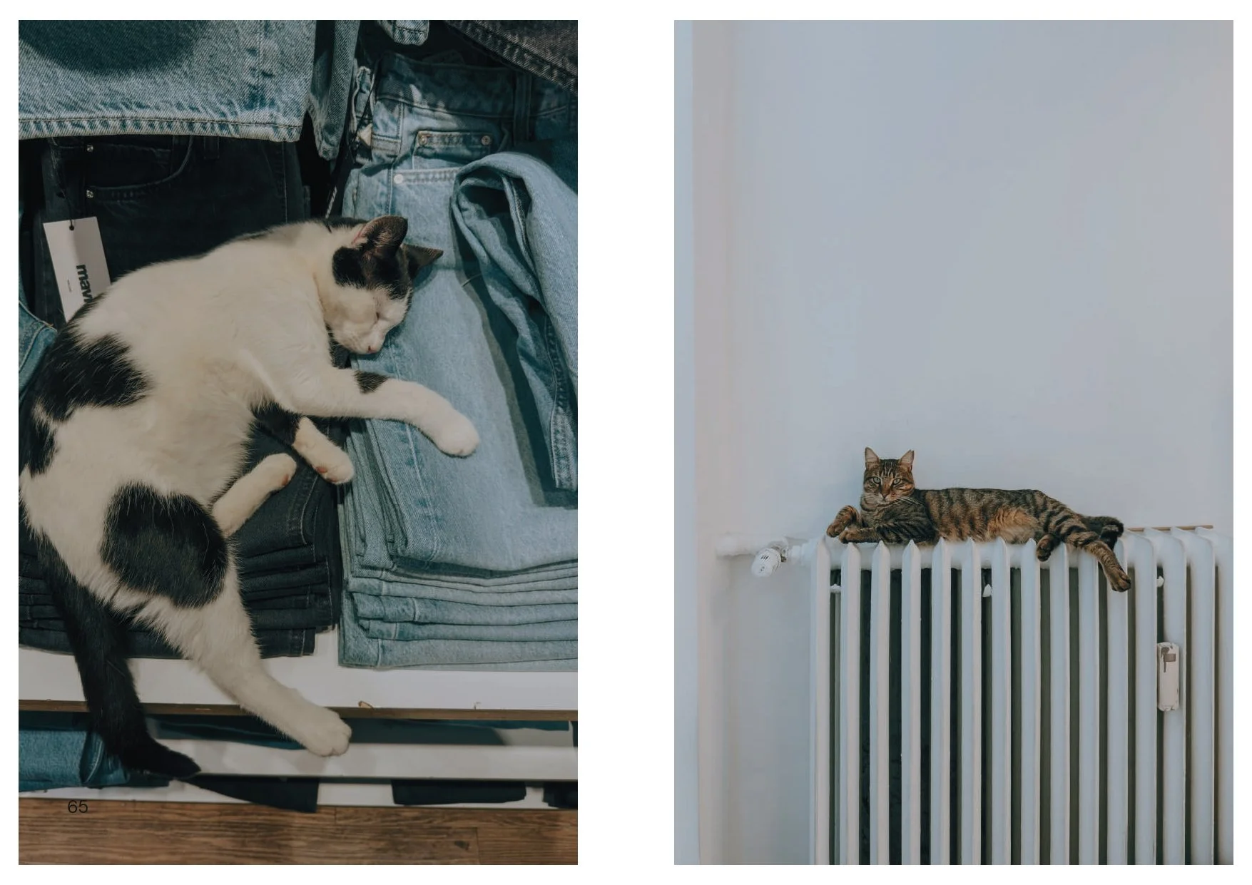 Perros y Gatos_final_compressed-2 2_page-0005.jpg