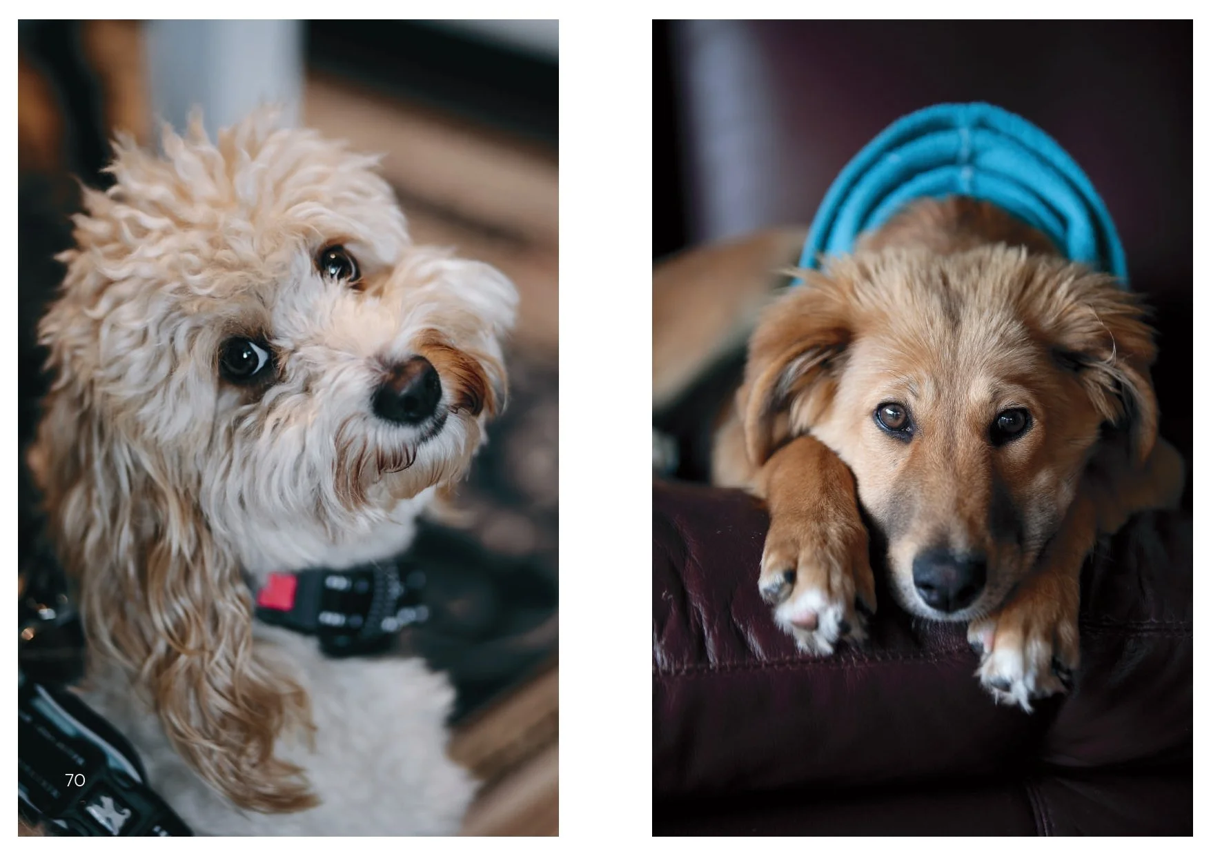Perros y Gatos_final_compressed-2 2_page-0006.jpg