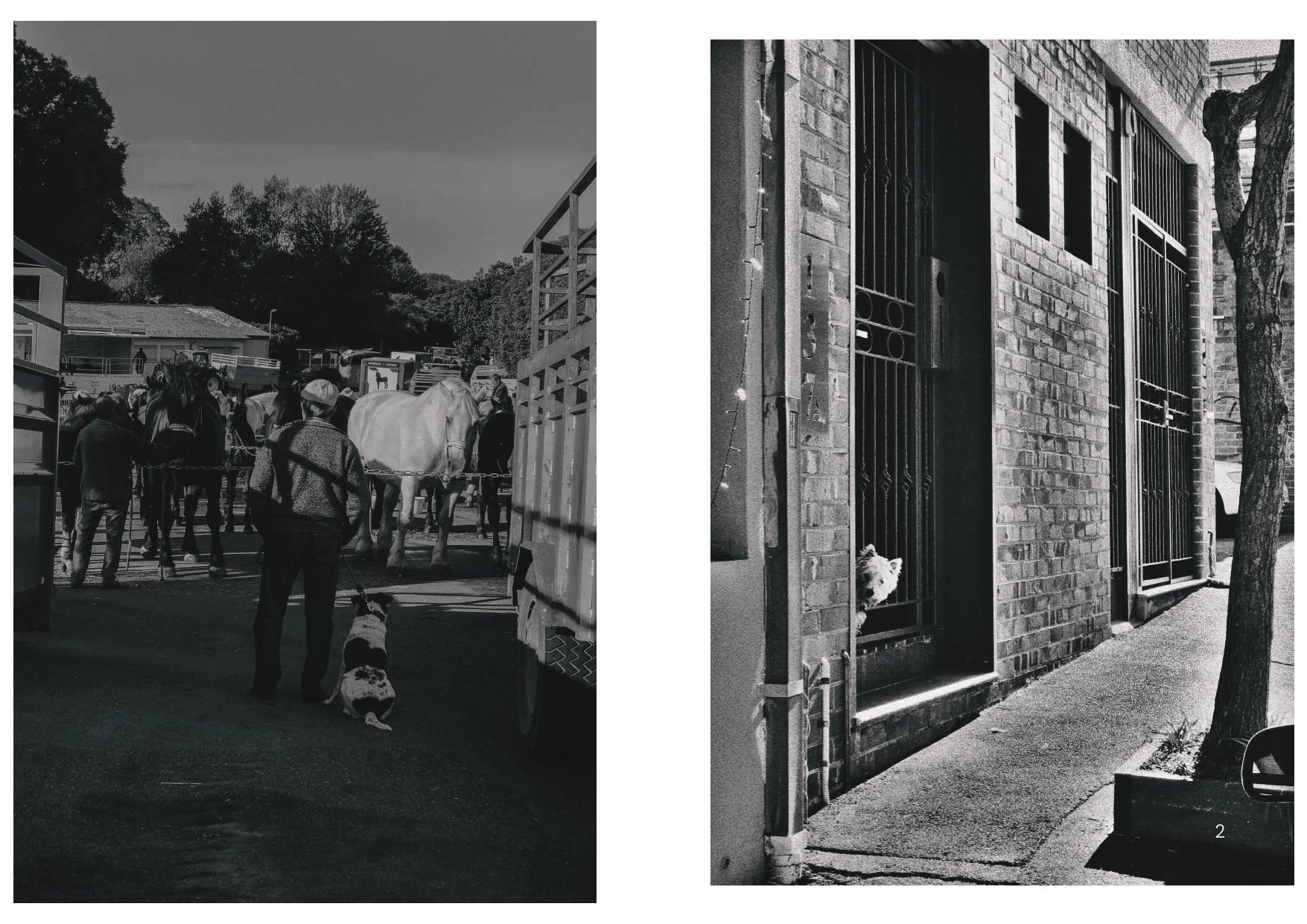Perros y Gatos_final_compressed-2 2_page-0001.jpg
