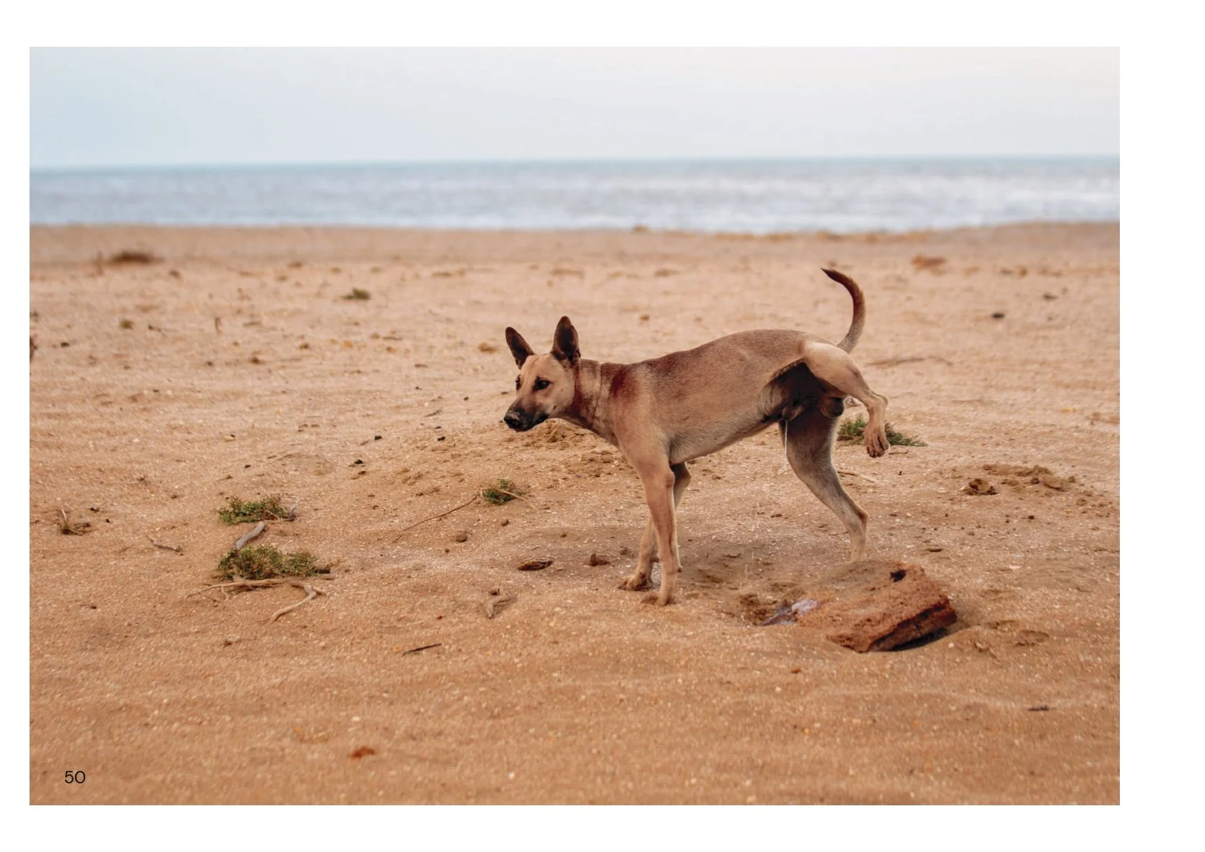 Perros y Gatos_final_compressed-2 2_page-0003.jpg