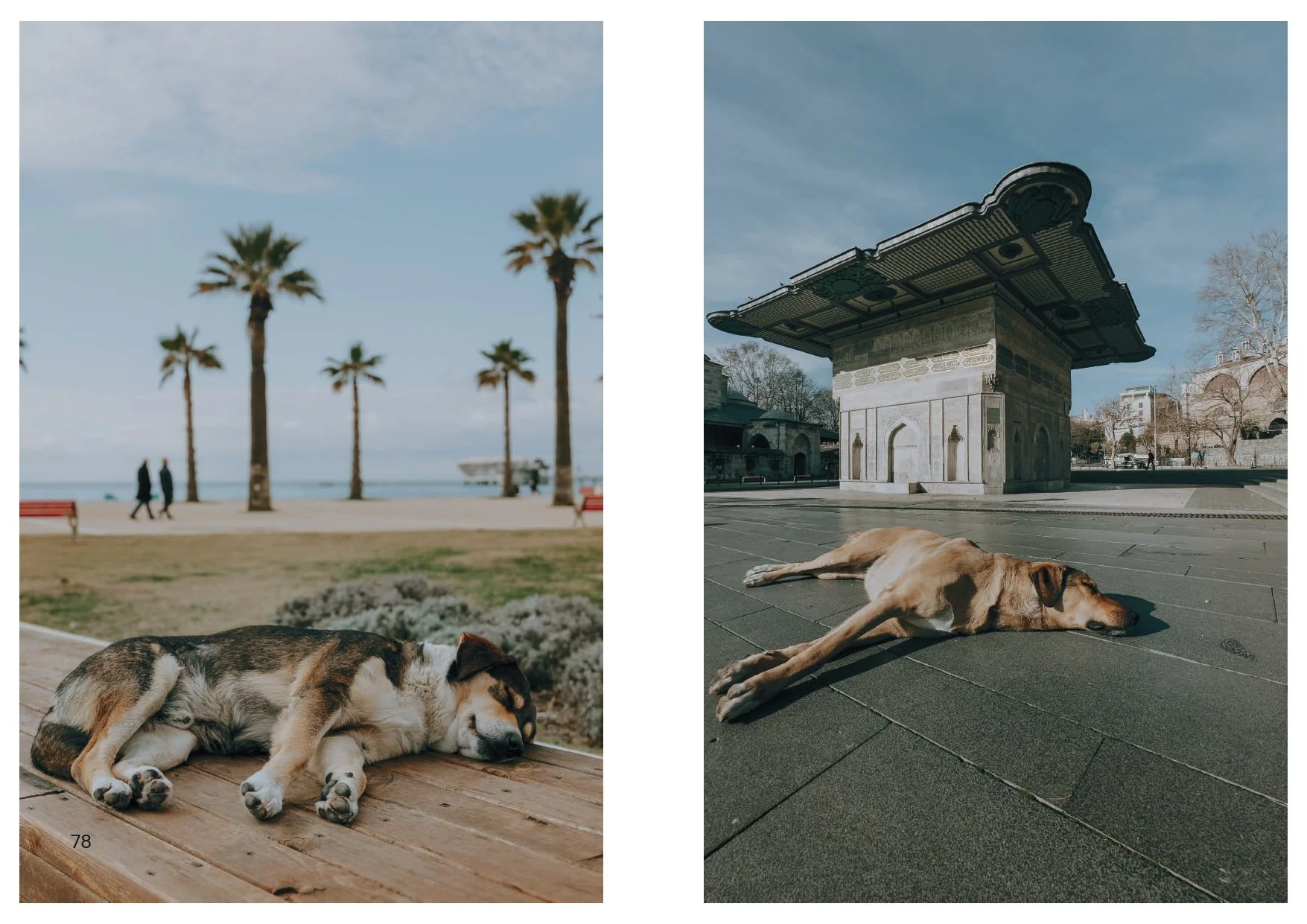 Perros y Gatos_final_compressed-2 2_page-0008.jpg
