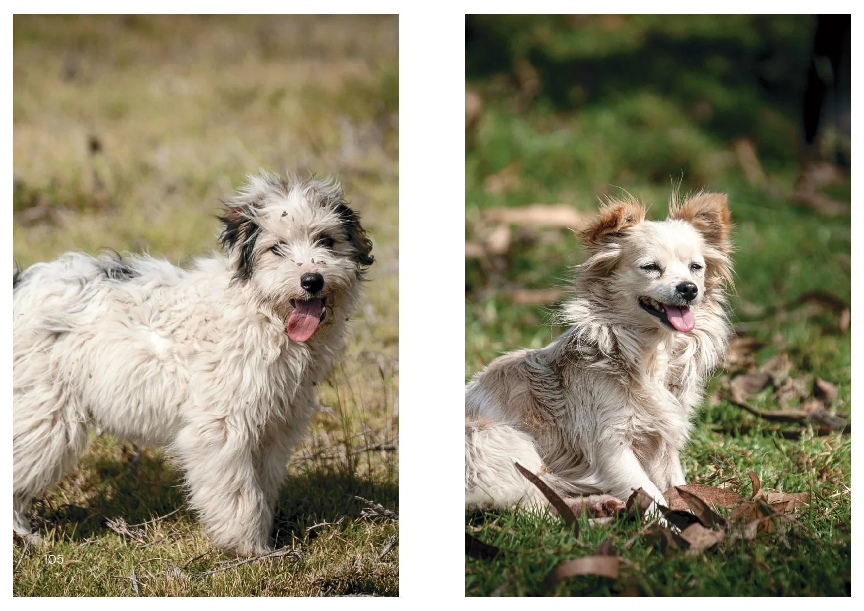 Perros y Gatos_final_compressed-2 2_page-0010.jpg
