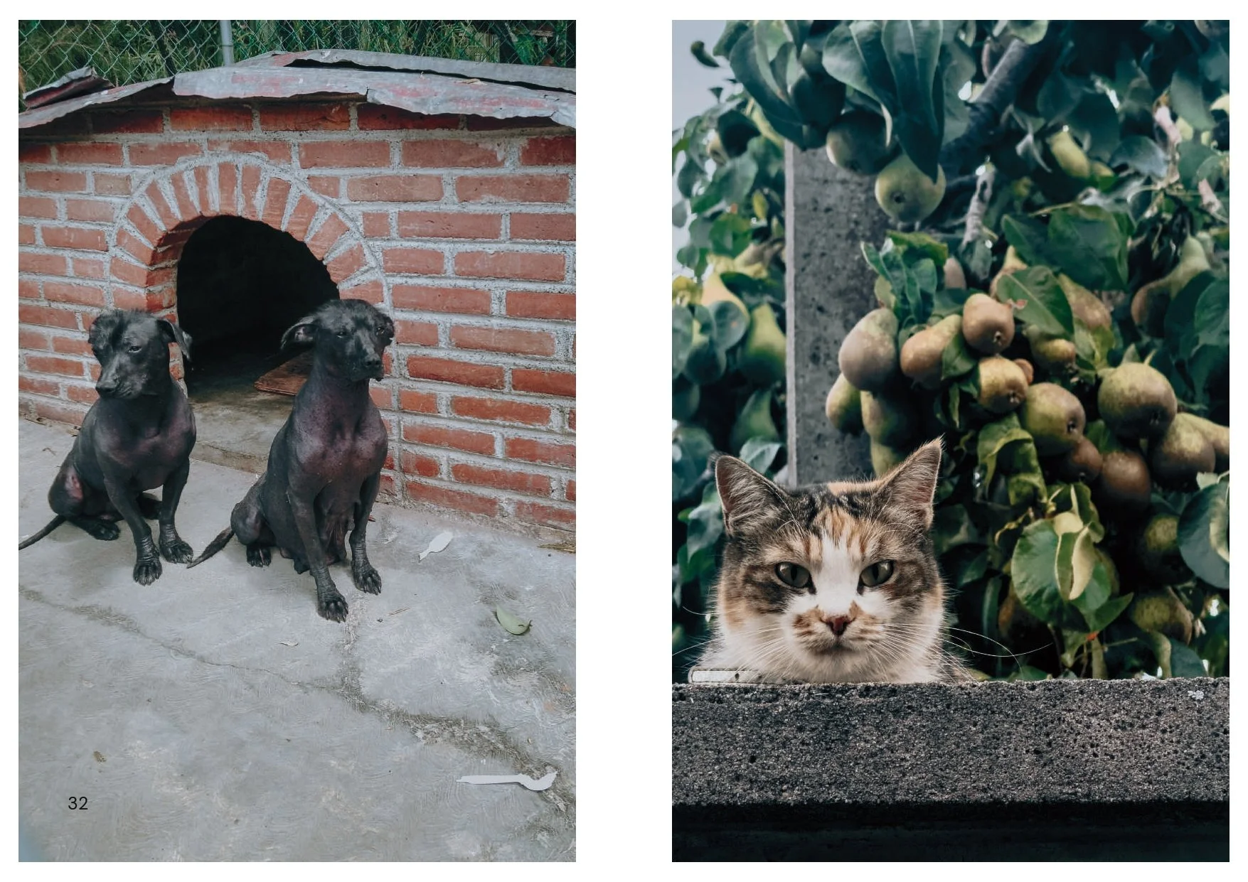 Perros y Gatos_final_compressed-2 2_page-0002.jpg