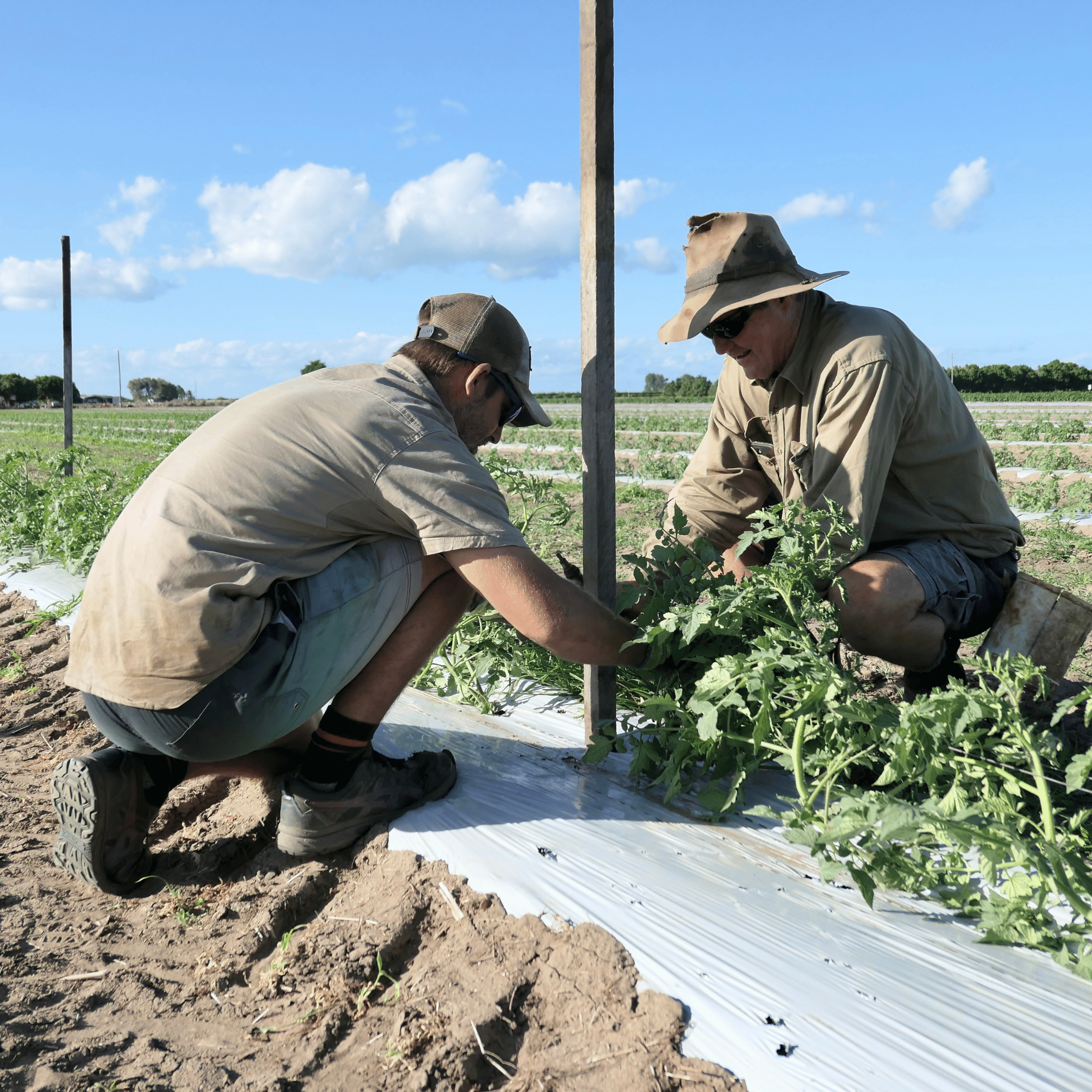 Saveful Farmer image