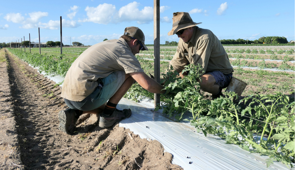 Saveful for Business Farmer hero image