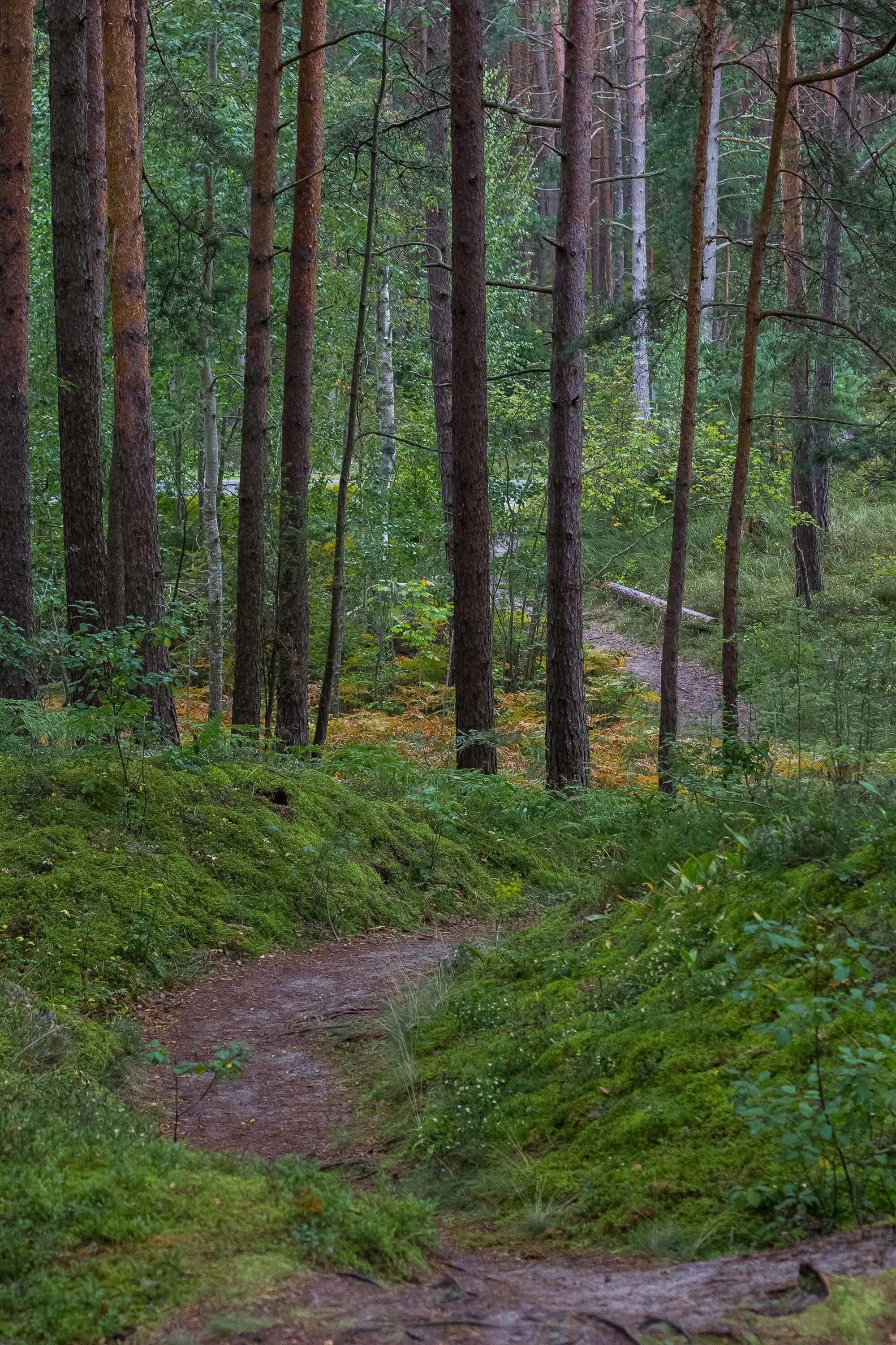 The Trap of “Finding Your Purpose”: Why the Search Can Leave You Feeling Lost