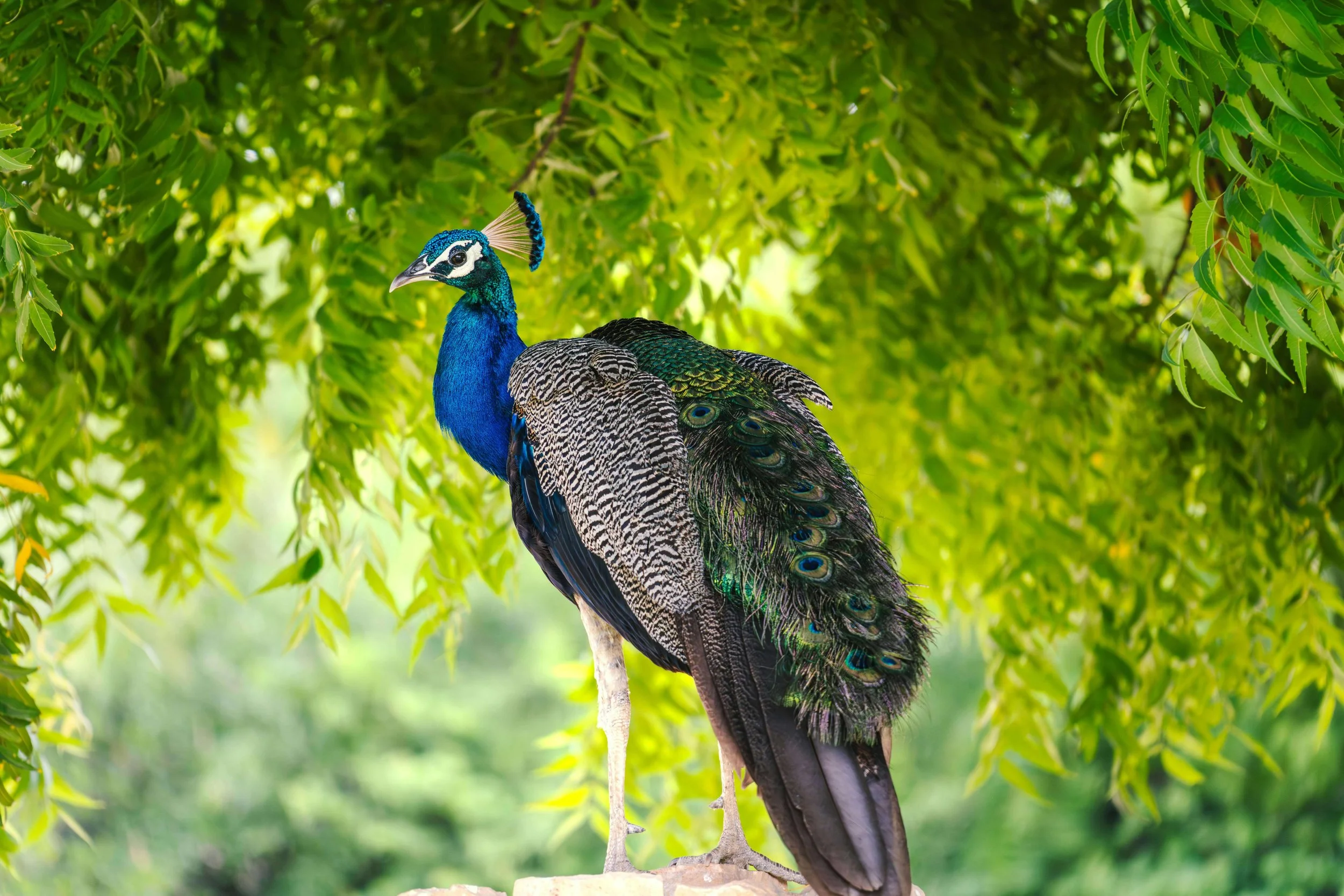 Why Mayfield Park's Peacock Gardens is Austin's Most Peaceful Reset Spot