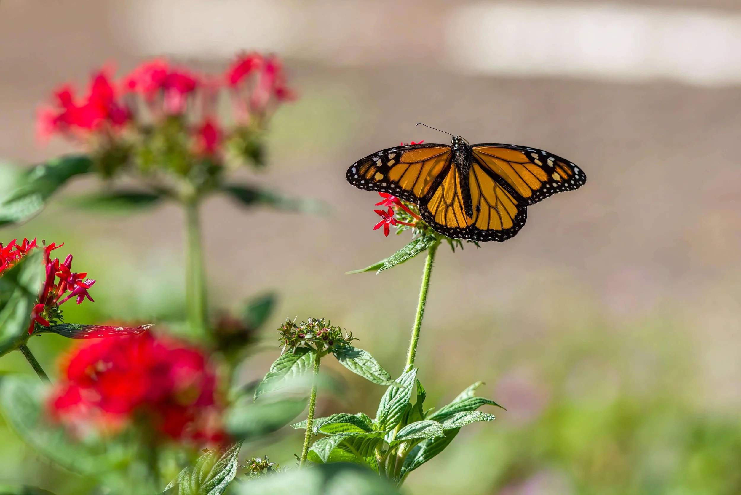 Why the Lady Bird Johnson Wildflower Center Is Austin's Best Butterfly Spot