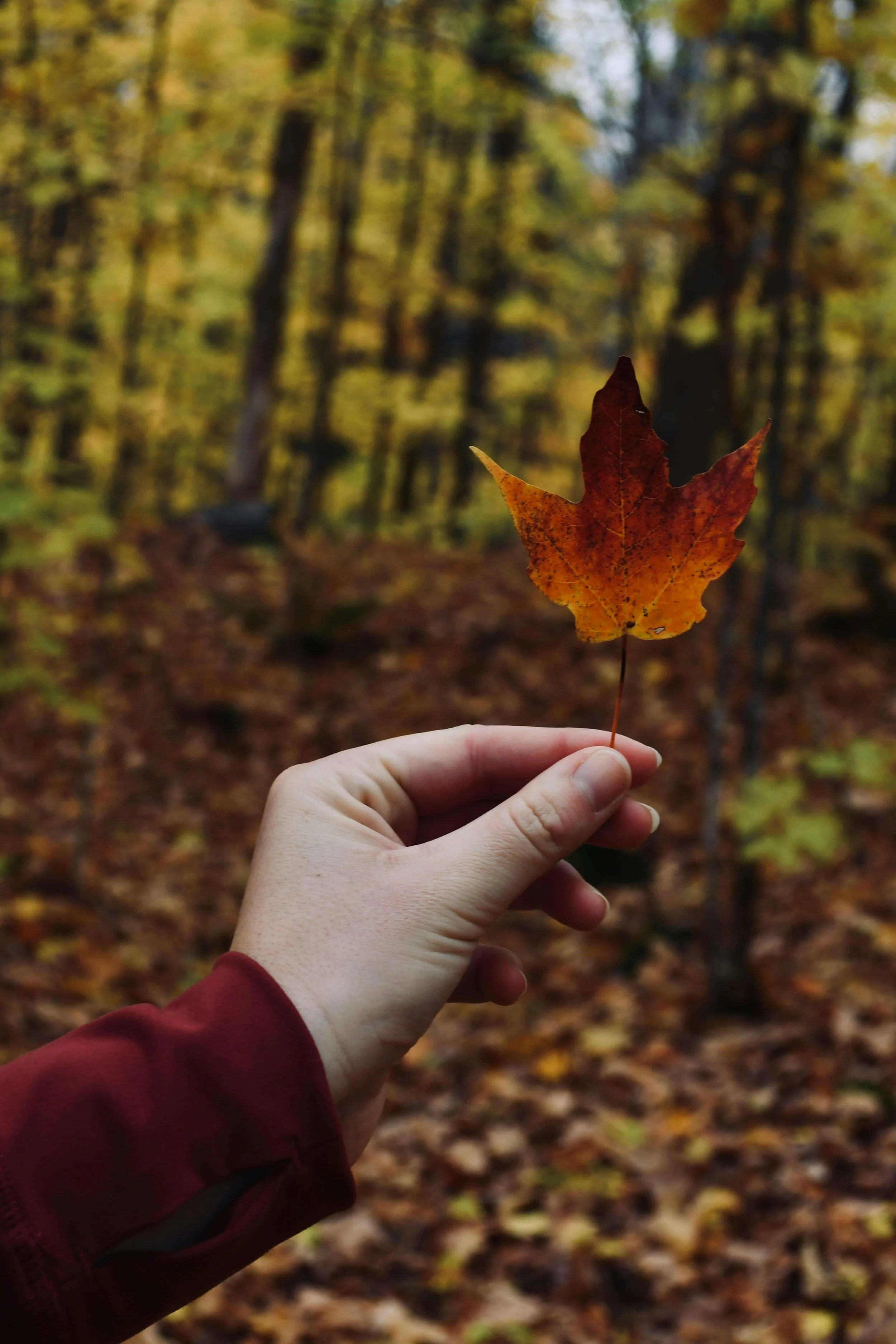 Central Coherence in Neurodivergence — Sagebrush Counseling