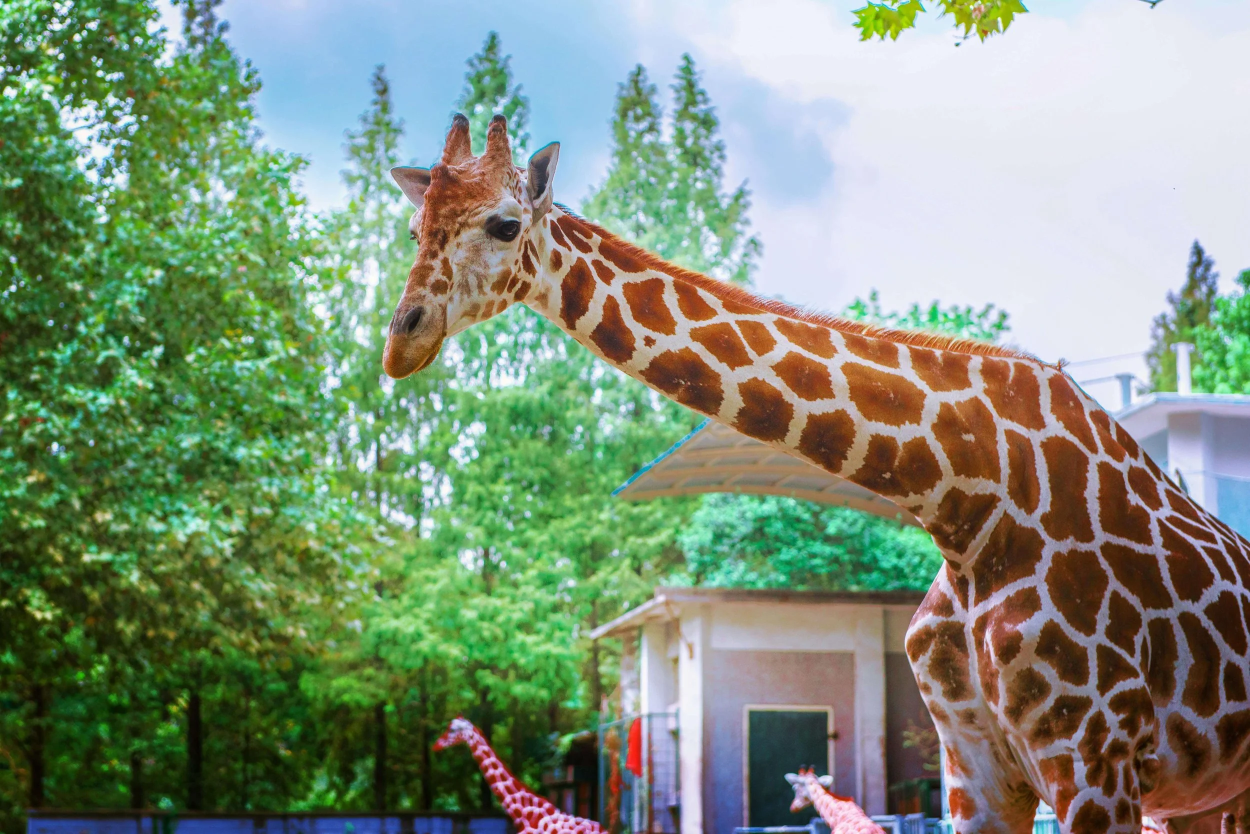 giraffe dallas tx zoo neurodiverse couples dallas