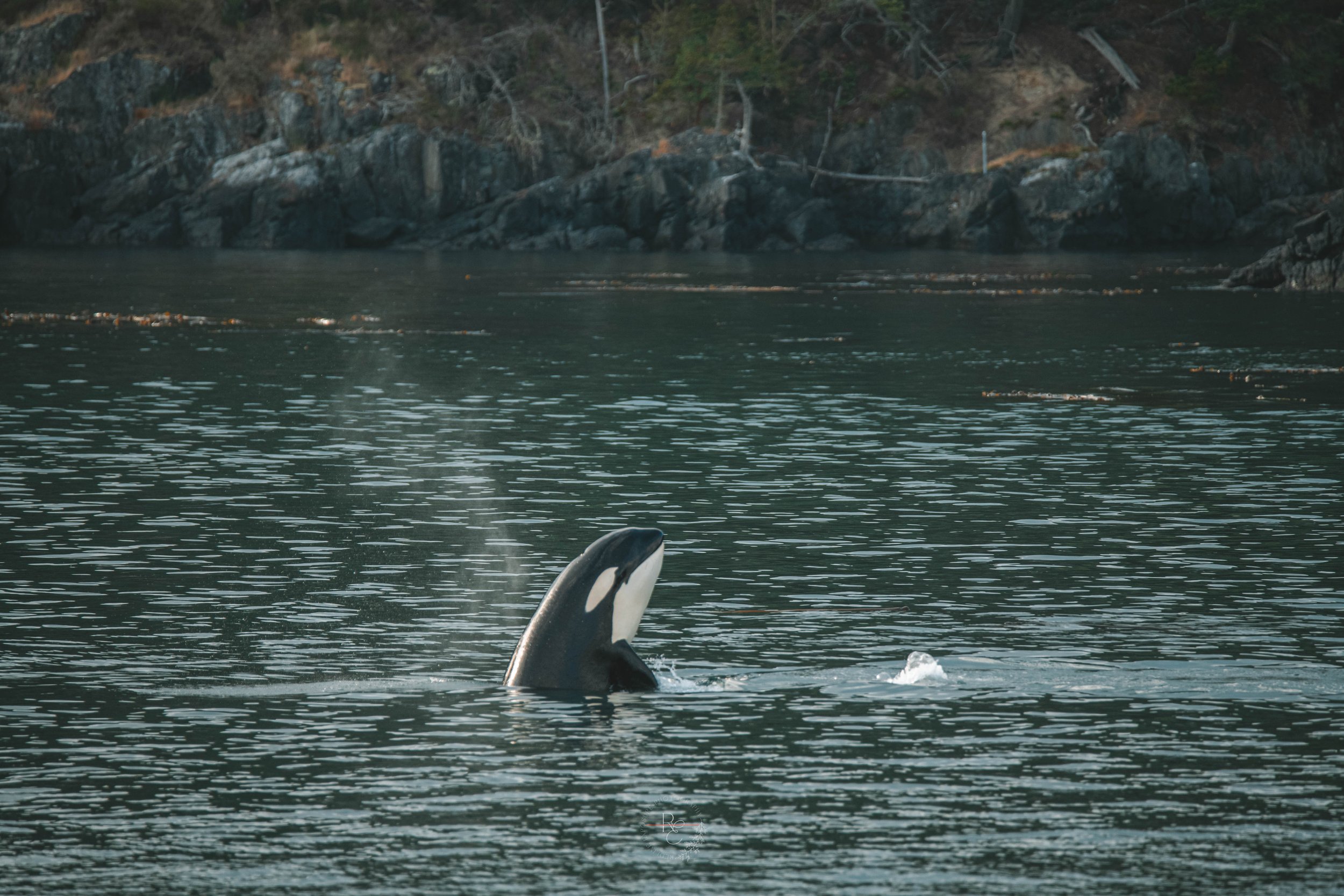 DSC_0803.jpg
