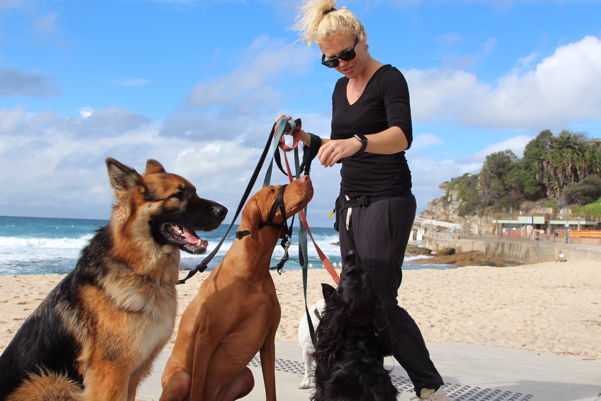 Dog training northern beaches 2025