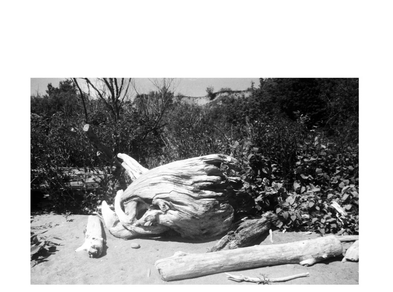 Locust Beach: Portraits of Driftwood | 2026