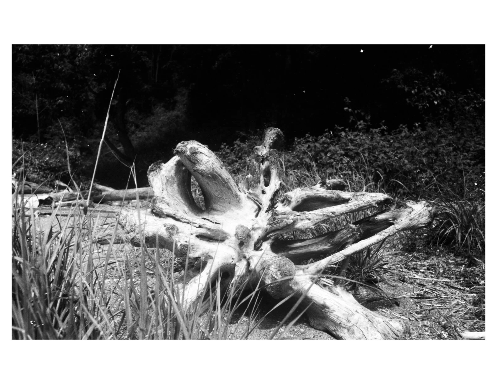 Untitled.1 copy.jpeg