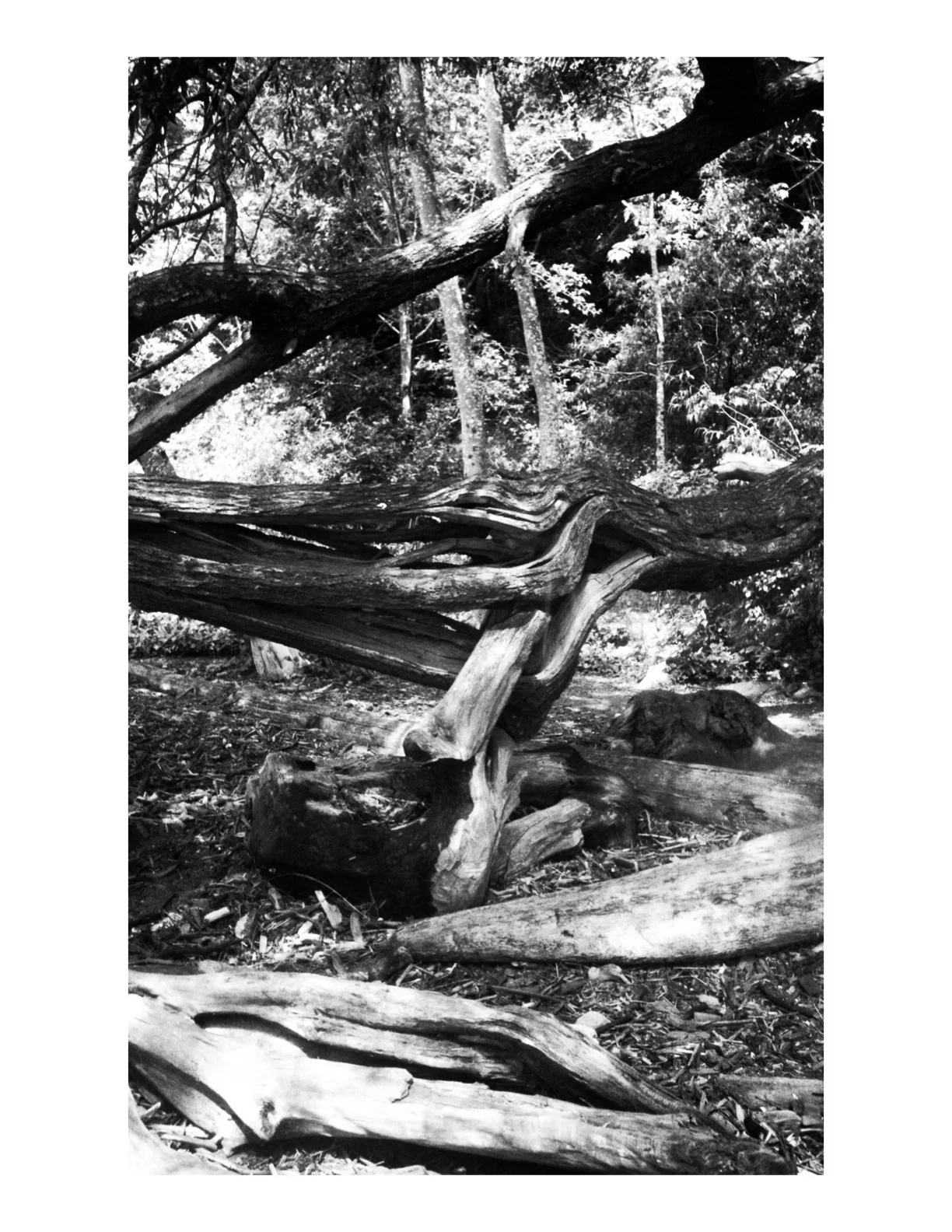 Untitled 2.1 copy 5.jpeg