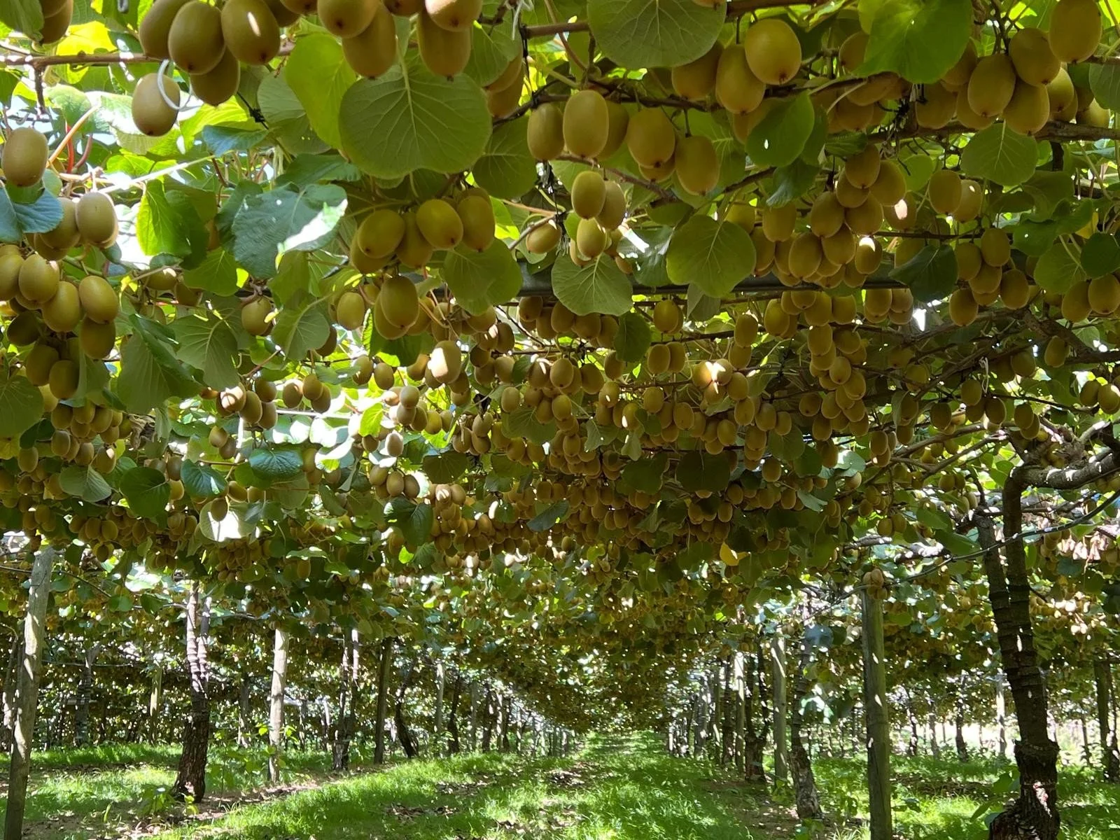 Ranginui No. 12 Trust Orchard Update