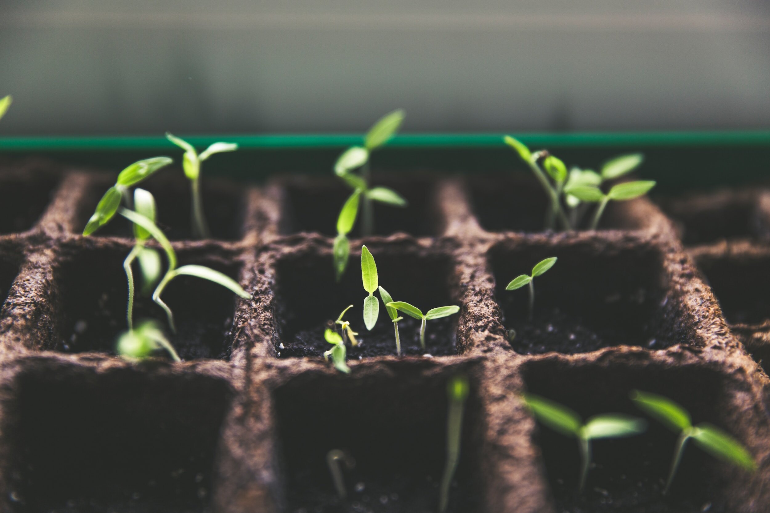 Young seedlings growing in propagation trays with electric heating cables for controlled soil temperature in greenhouse