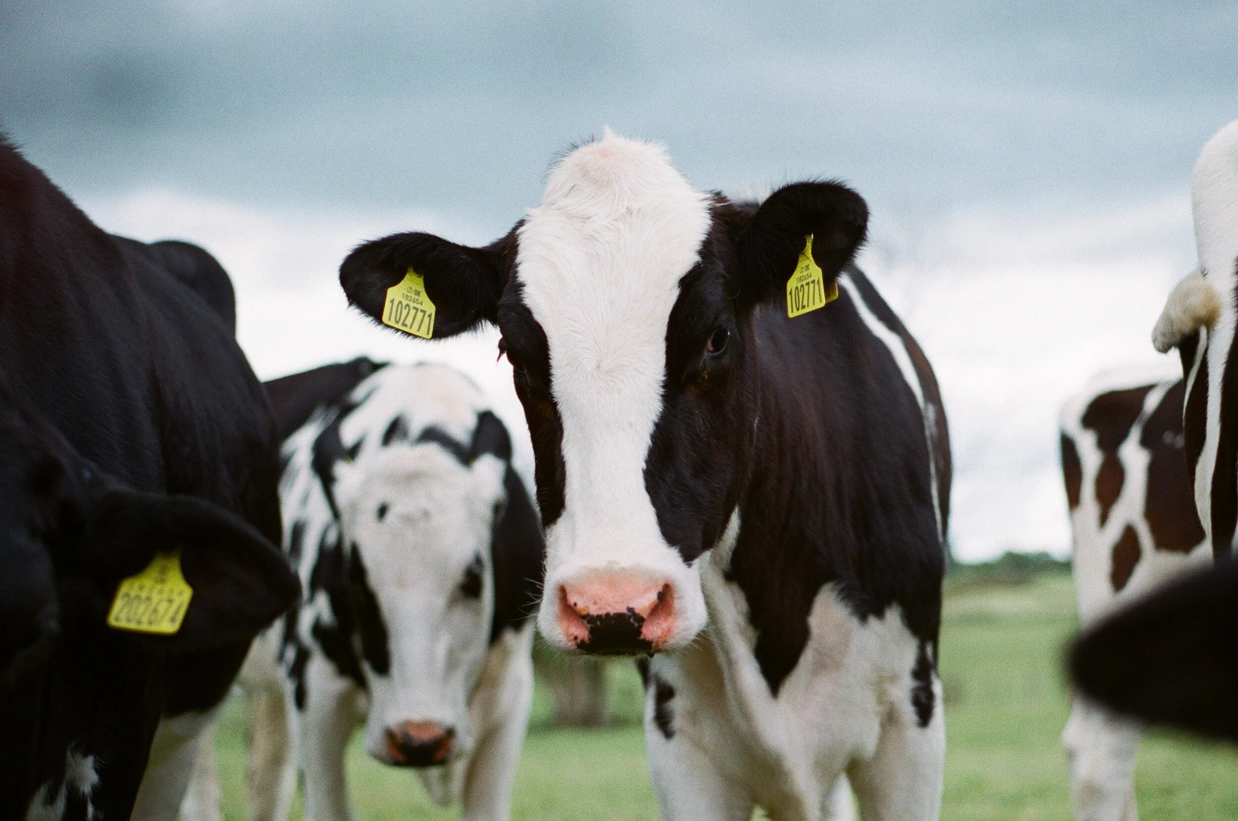Dairy farm cows in barn where electric floor heating systems improve livestock comfort and milk production