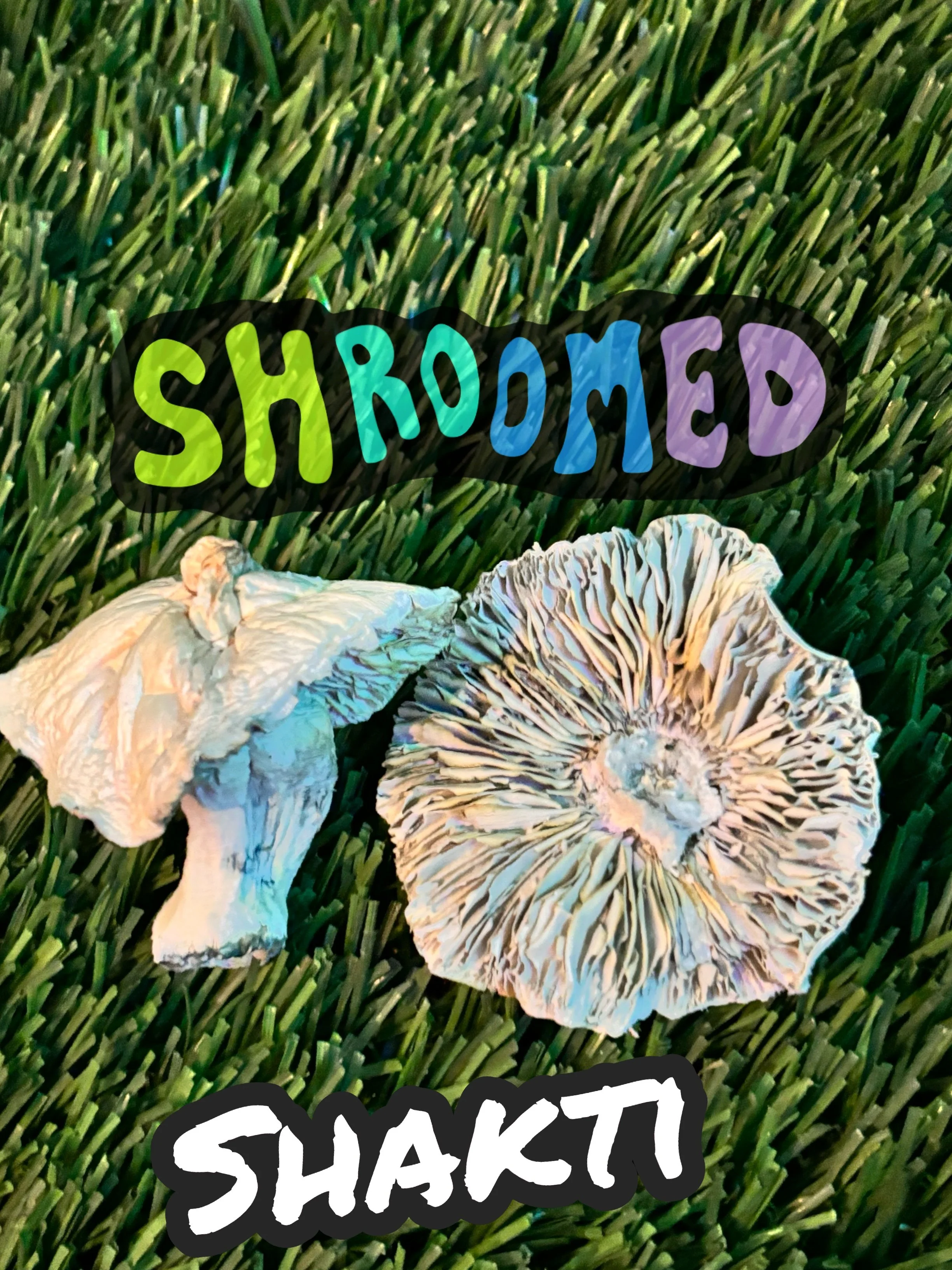 shroomed psilocybin