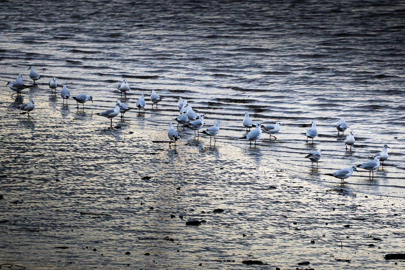 Seagulls on the Beach - Photo Print