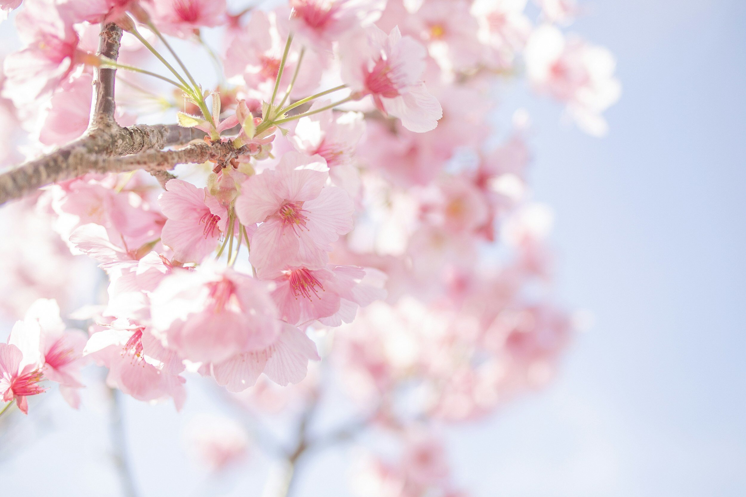 Close up sakura