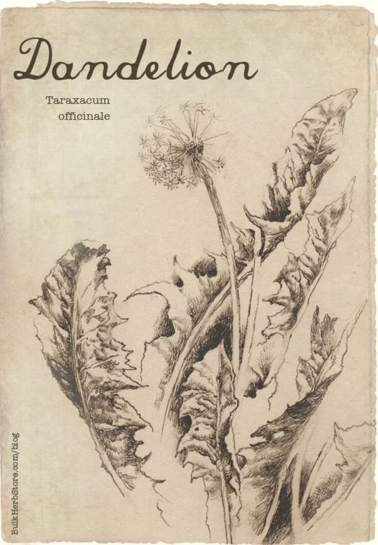 Dandelion: Friend, Foe, or Overlooked Hero?